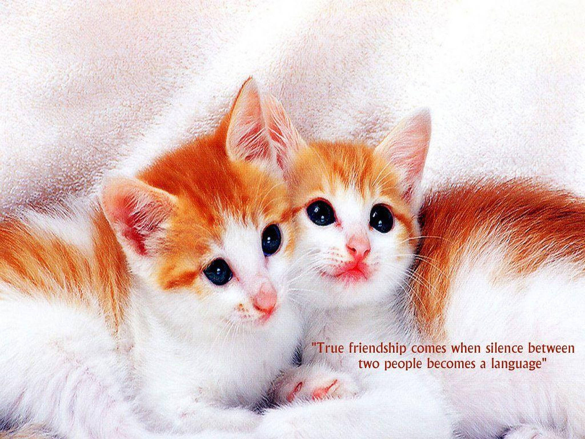 Adorable Friendship Quotes Background