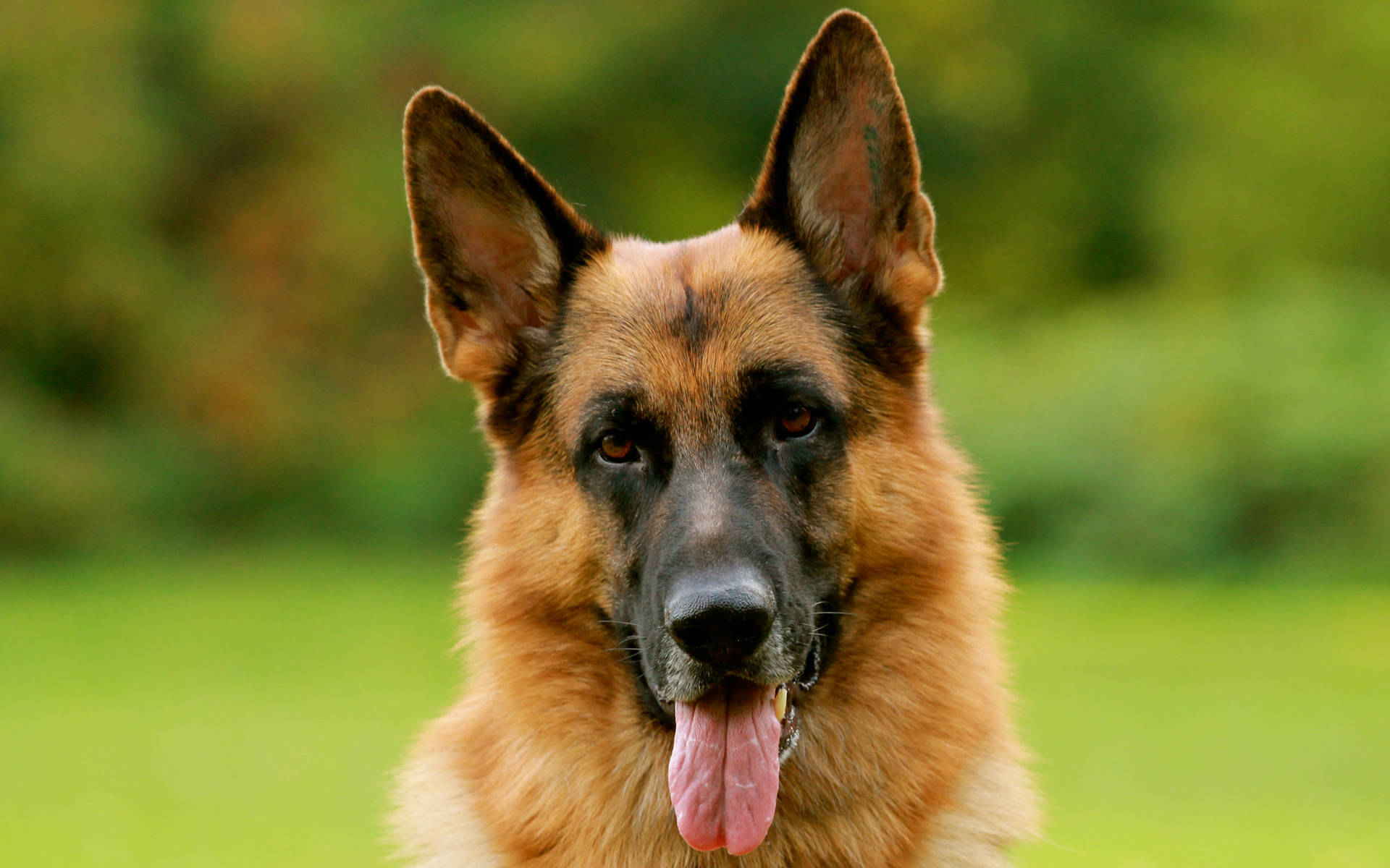 Adorable German Shepherd Dog