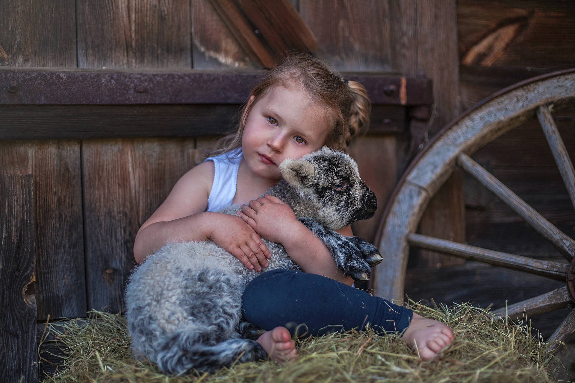 Adorable Girl Playing With Sheep In A Barn Background
