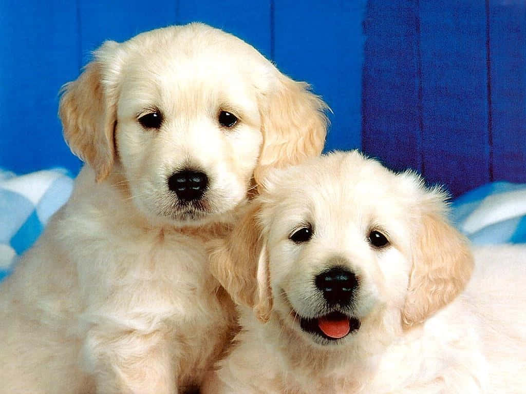 Adorable Golden Retriever Dog Breeds