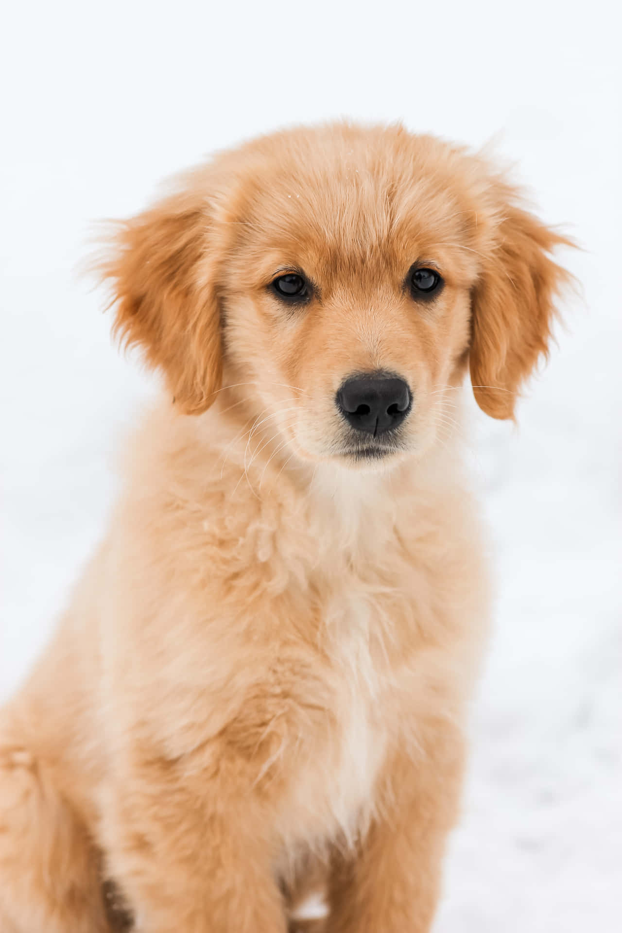 Adorable Golden Retriever Pup With Floppy Ears And A Winning Smile Background