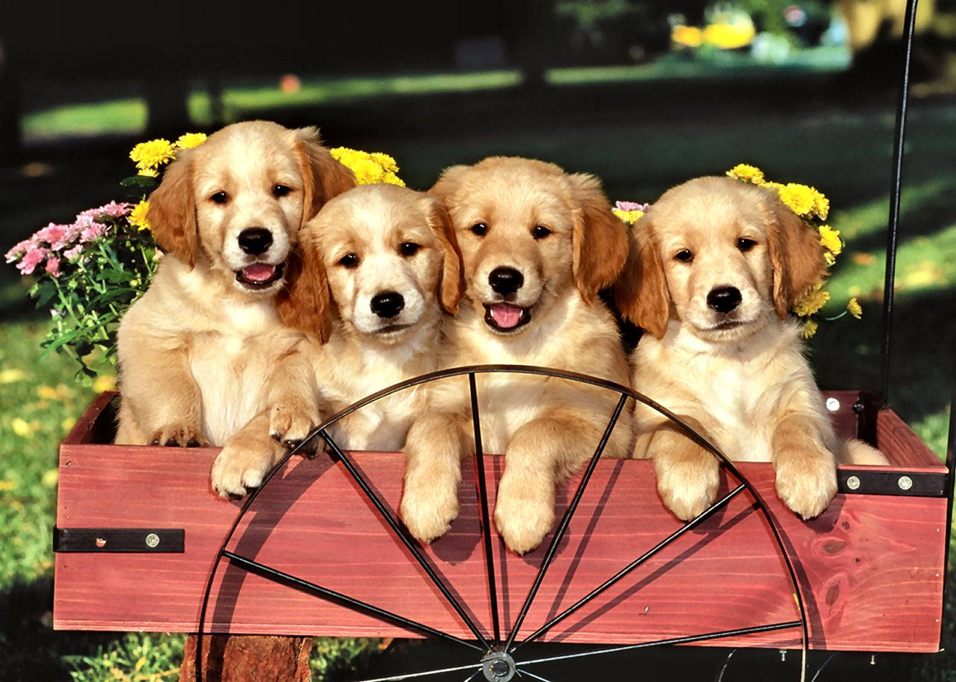 Adorable Golden Retriever Puppies In A Wagon Background