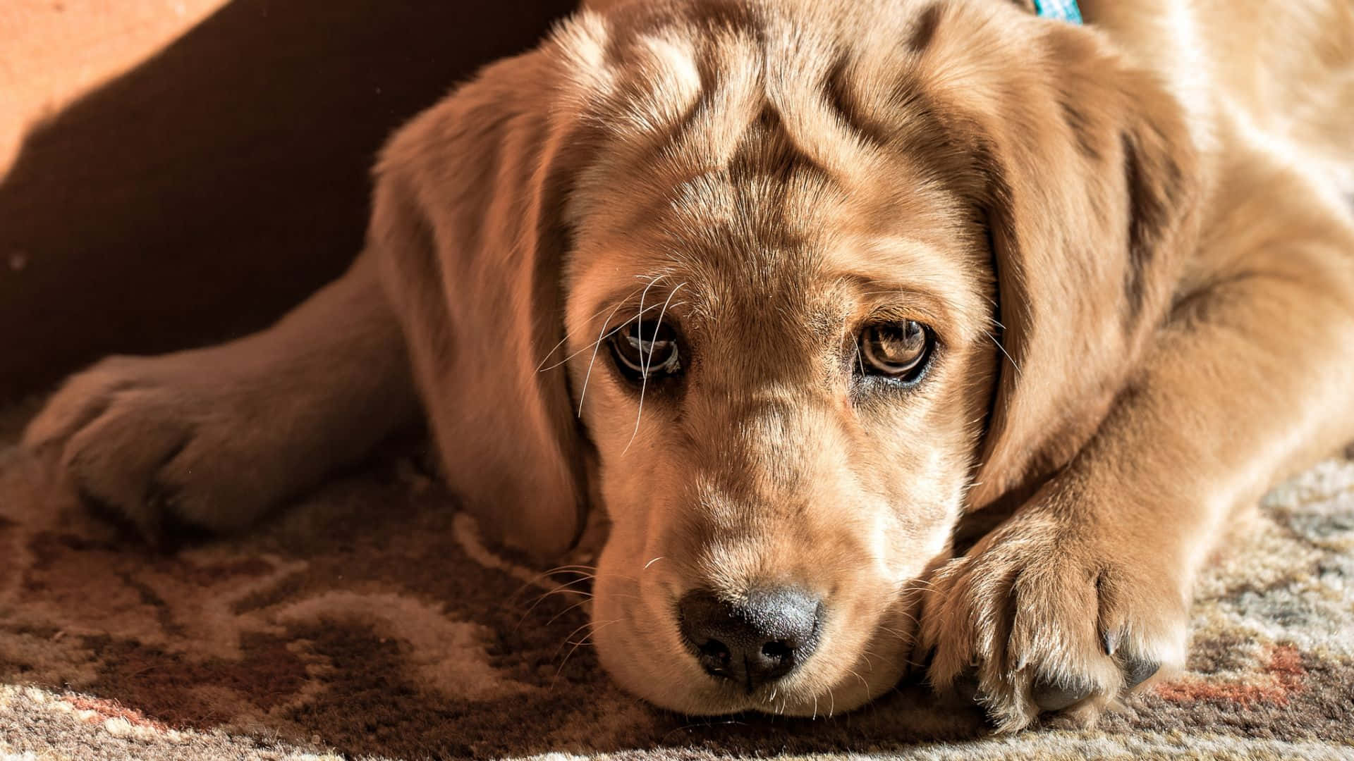 Adorable Golden Retriever Puppy Background