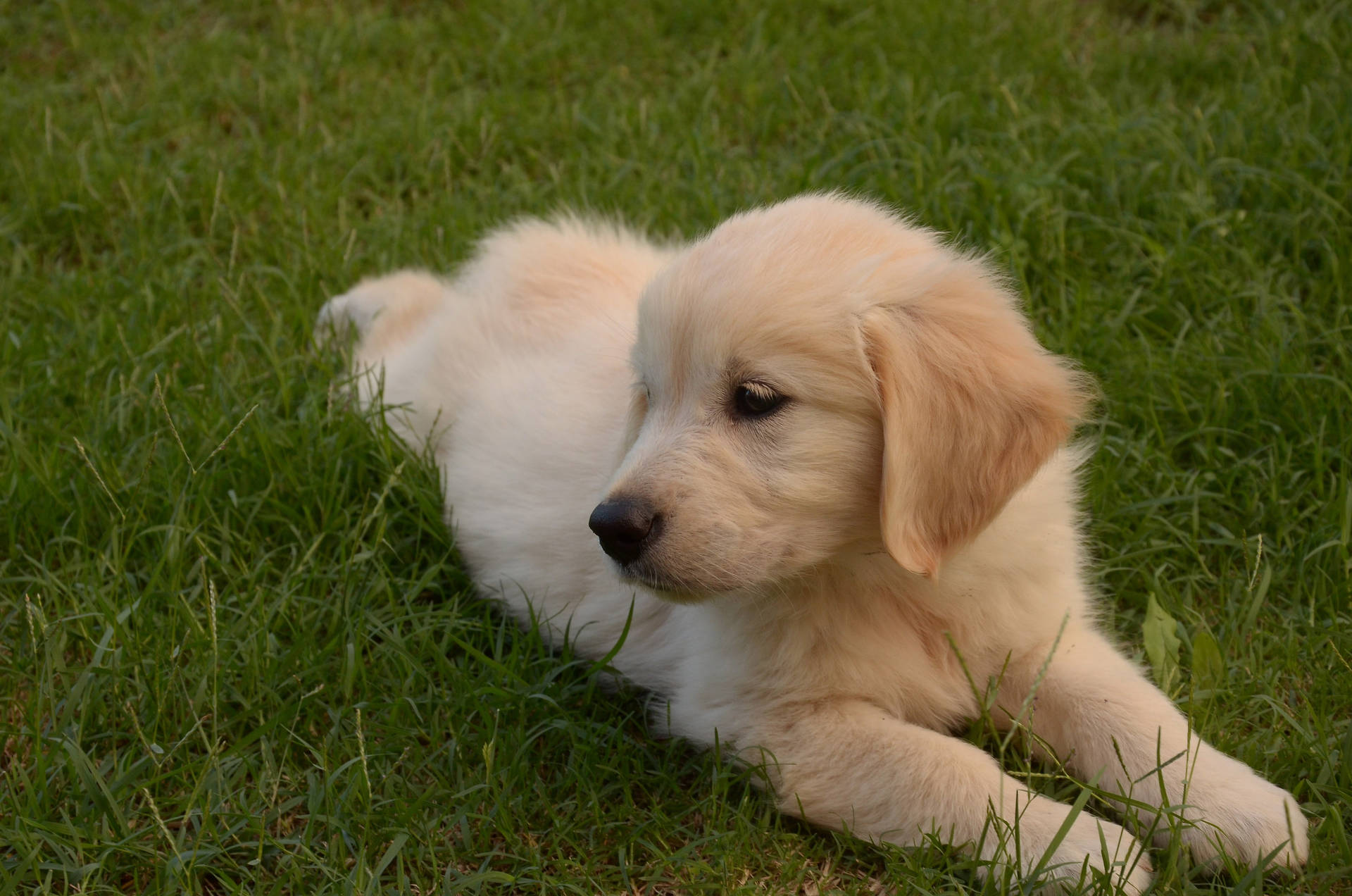 Adorable Golden Retriever Puppy