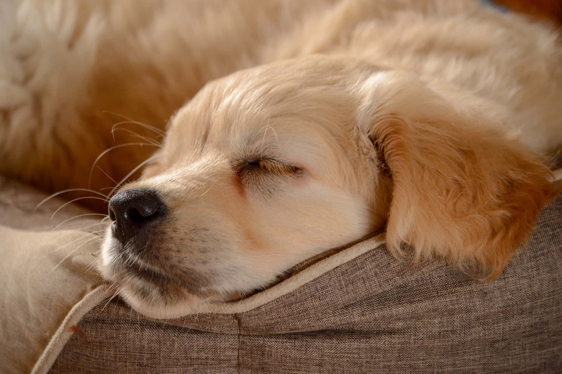 Adorable Golden Retriever Puppy Background