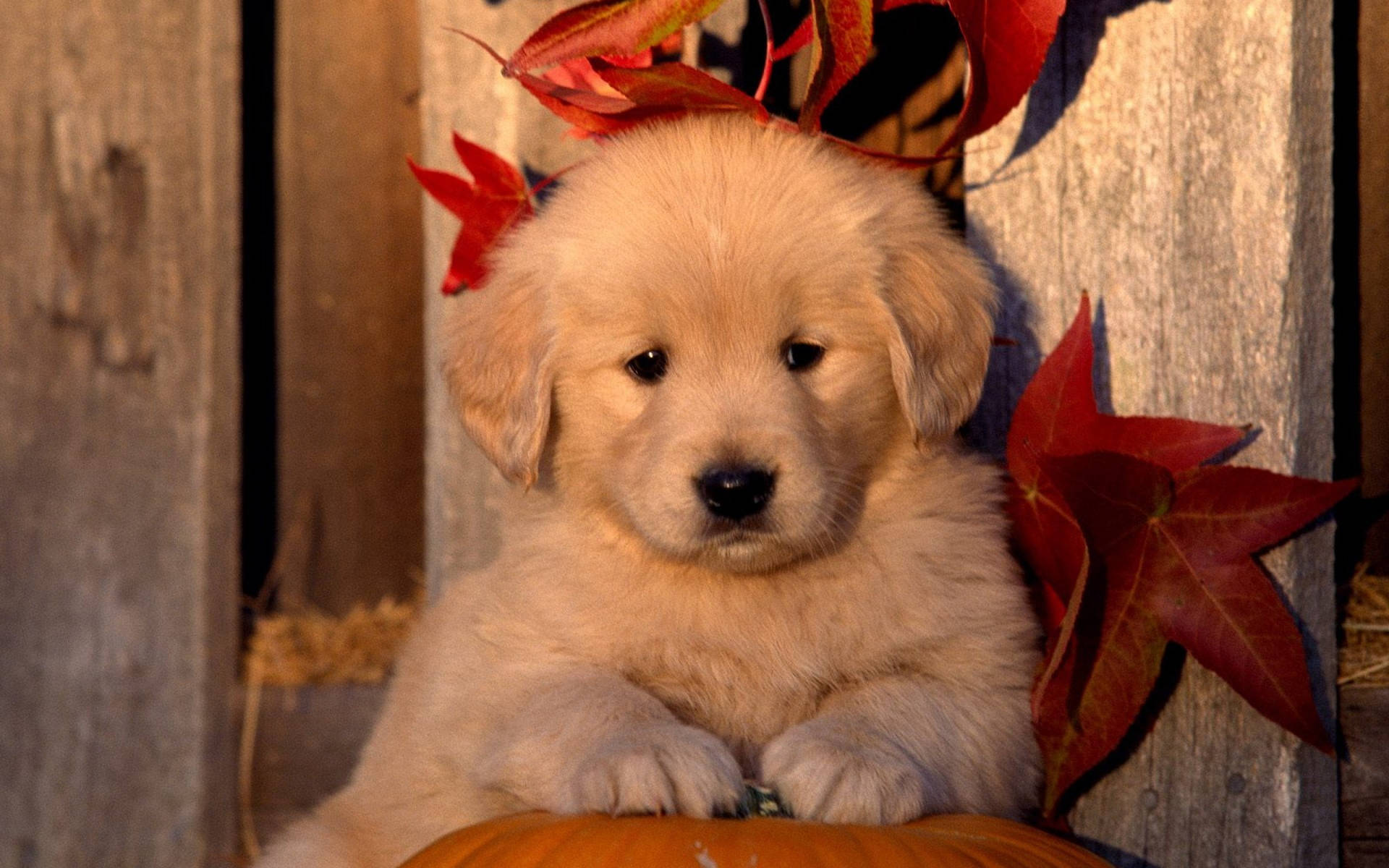 Adorable Golden Retriever Puppy Enjoying Autumn Background