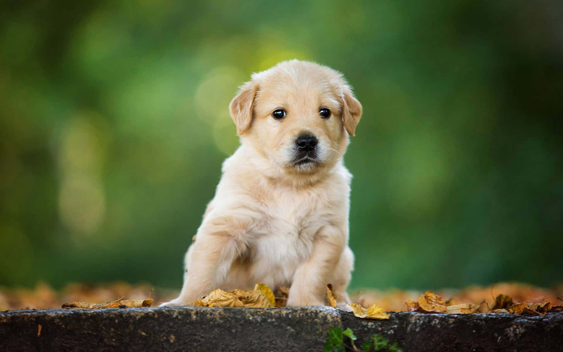 Adorable Golden Retriever Puppy In Mid-yawn Background
