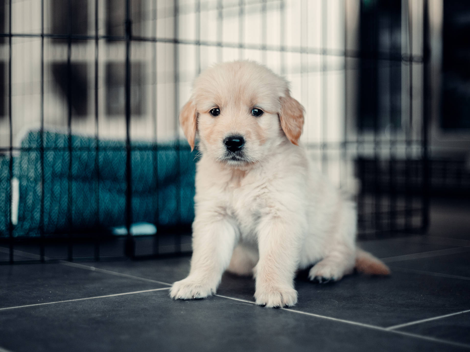 Adorable Golden Retriever Puppy Playing Outdoors Background