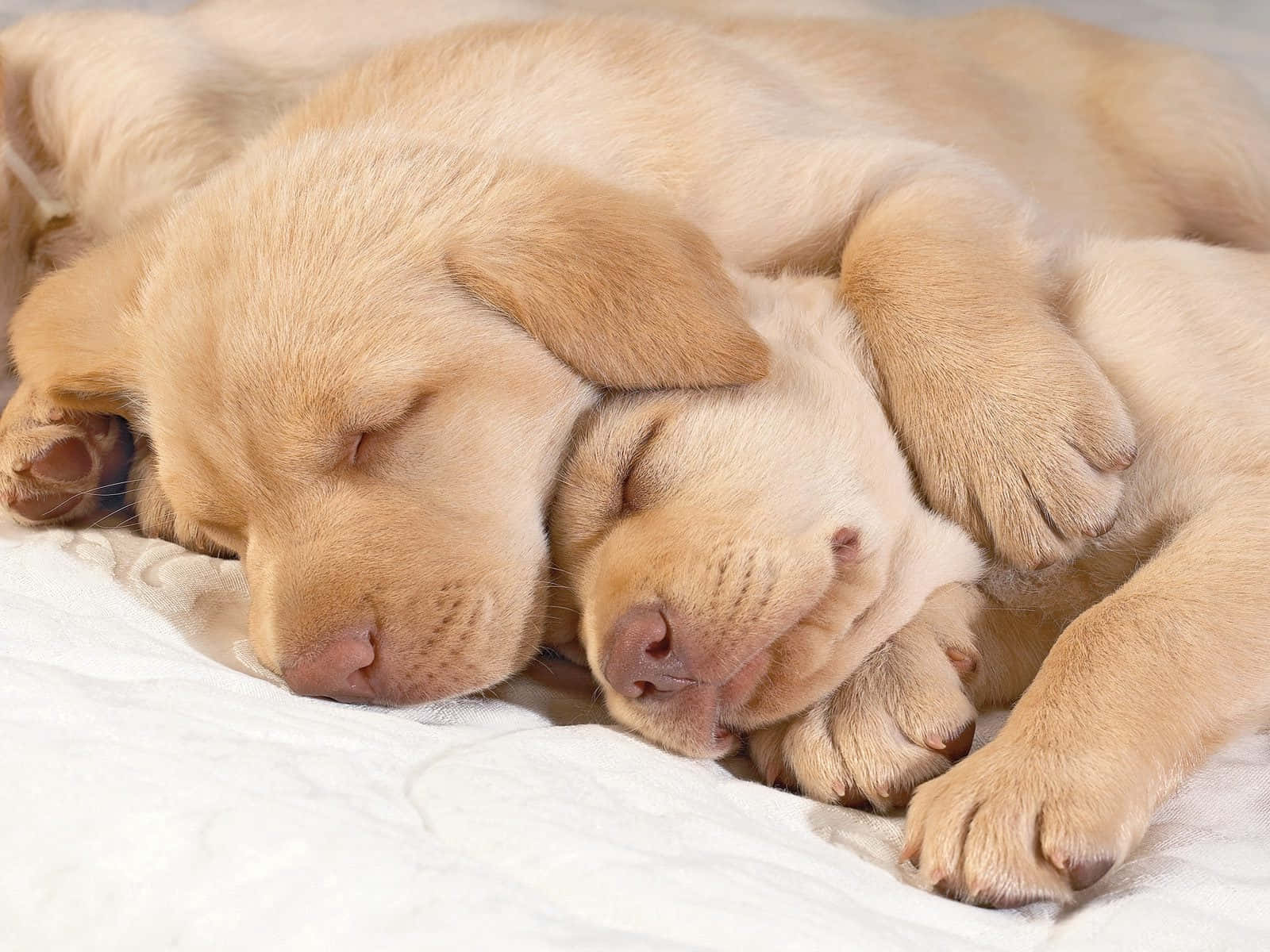 Adorable Golden Retriever Puppy