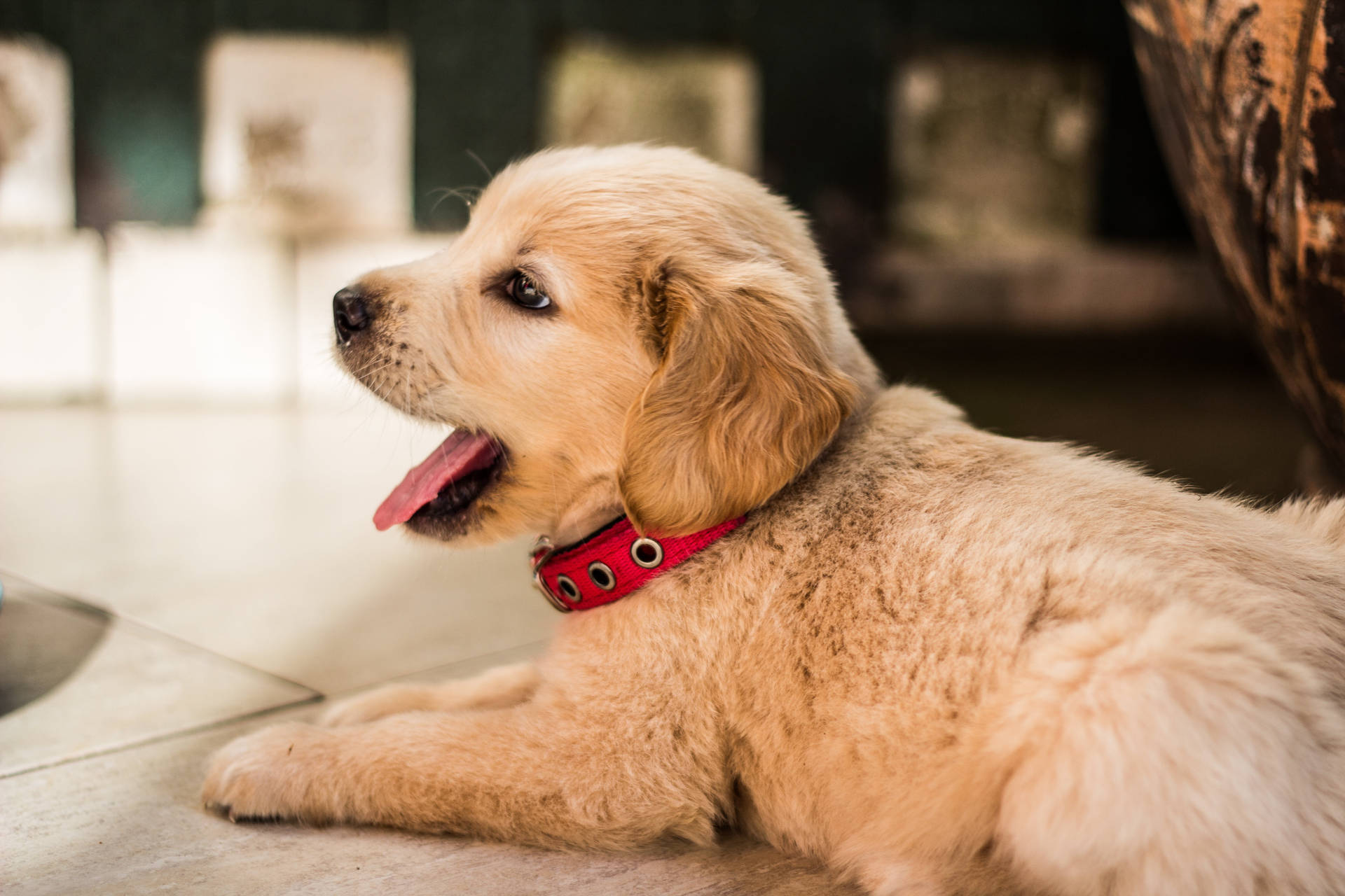 Adorable Golden Retriever Puppy Wearing A Blue Collar Background