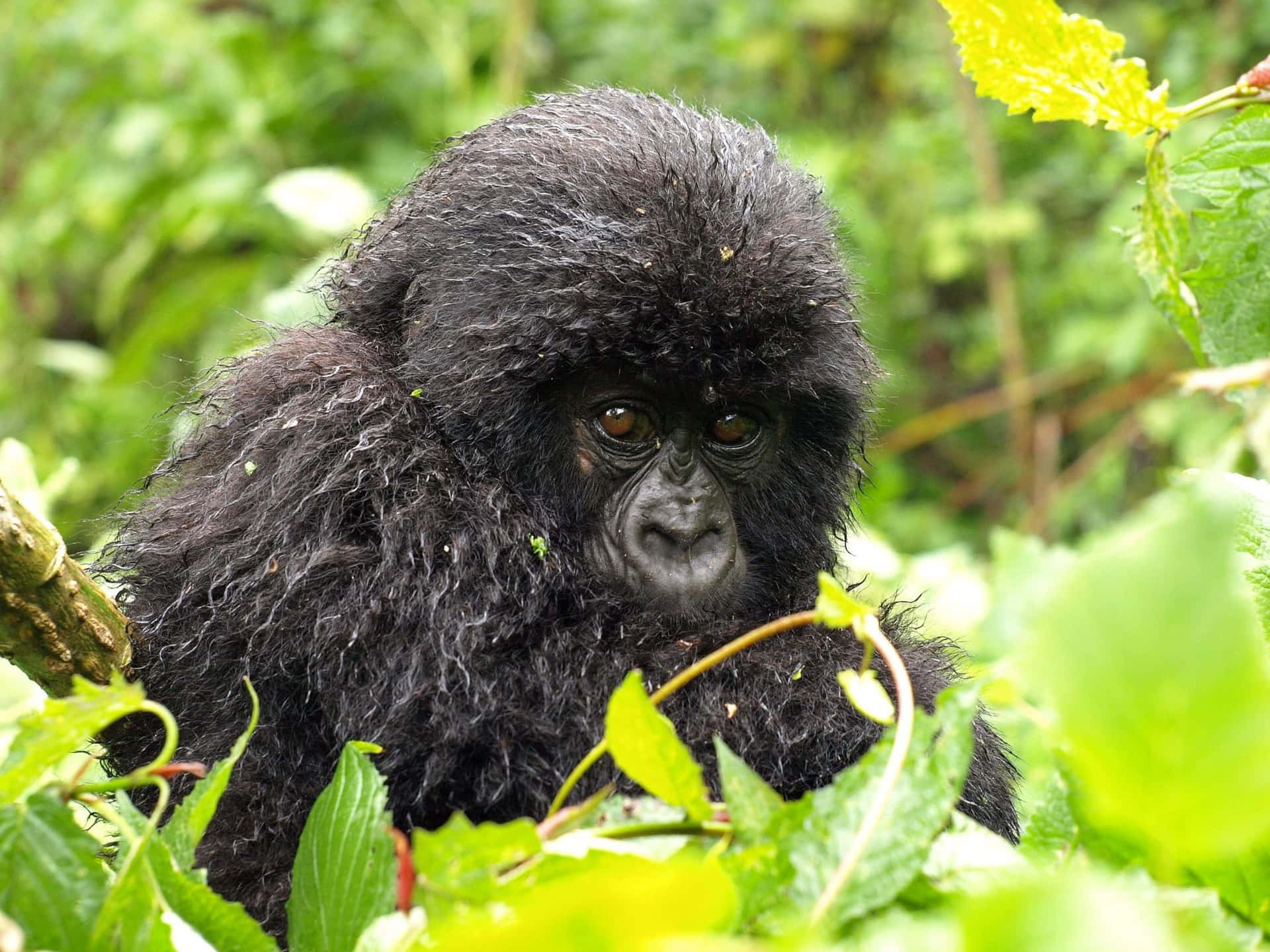 Adorable Gorilla Enjoying The Sun Background