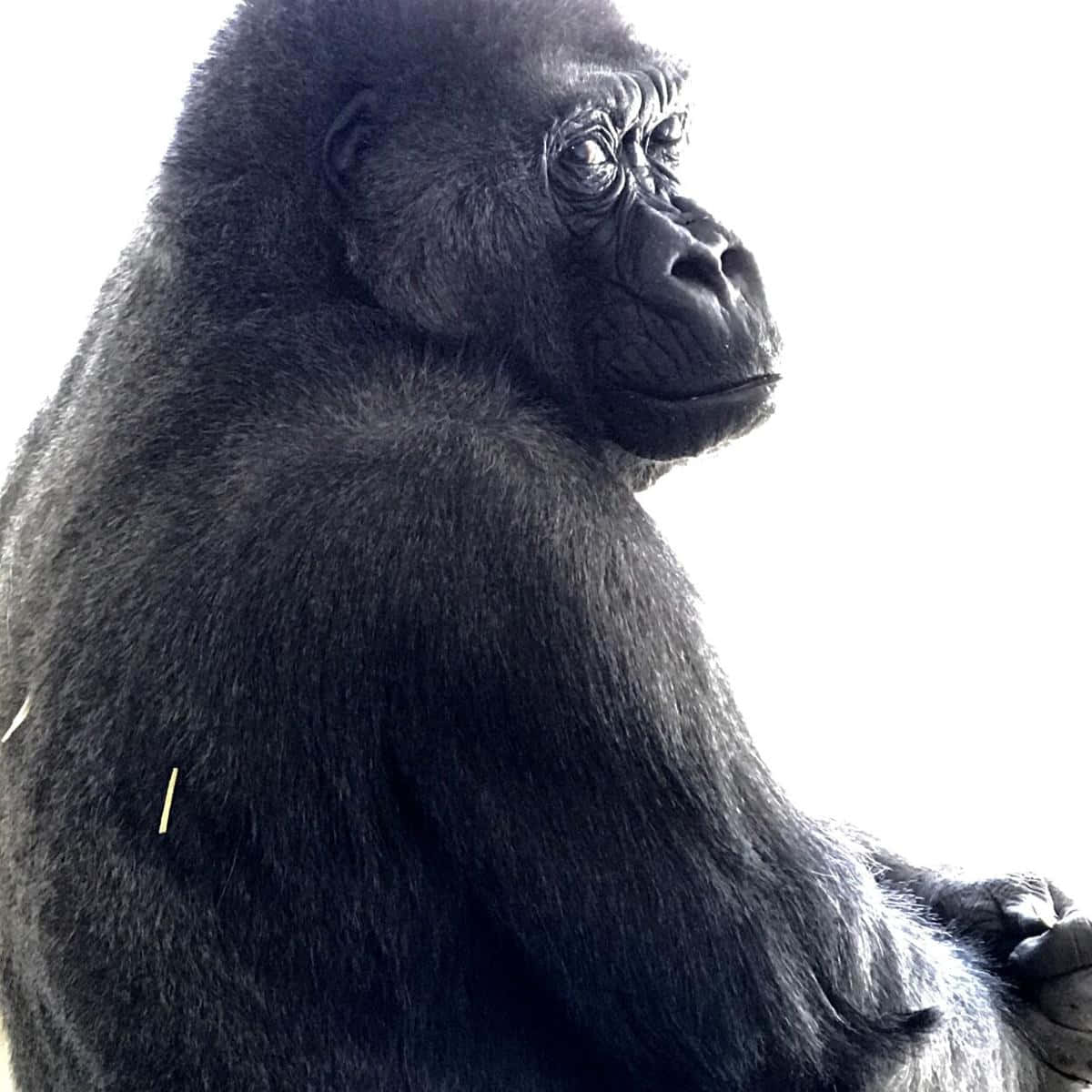 Adorable Gorilla Poses For The Camera Background