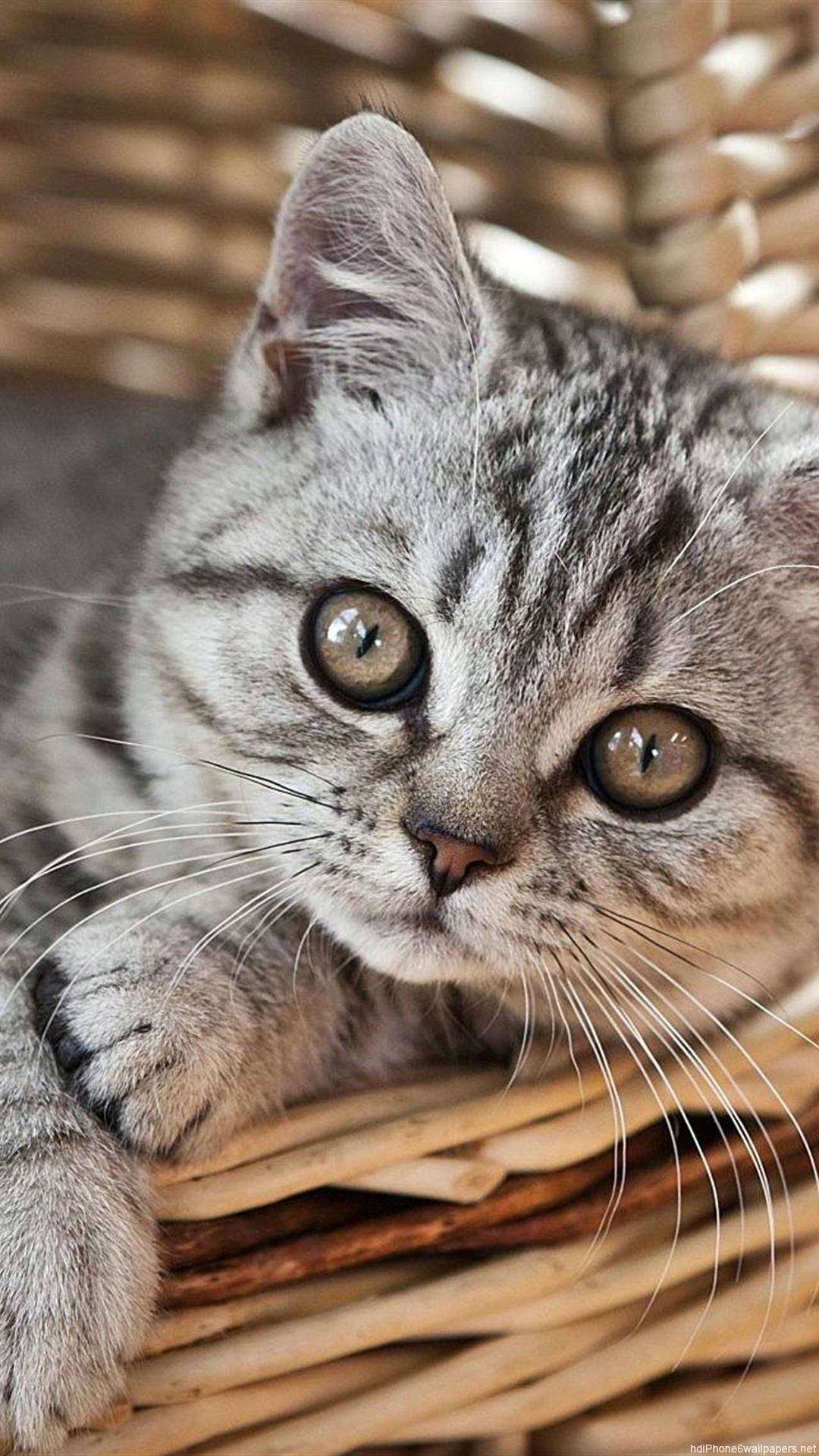 Adorable Gray British Cat Iphone