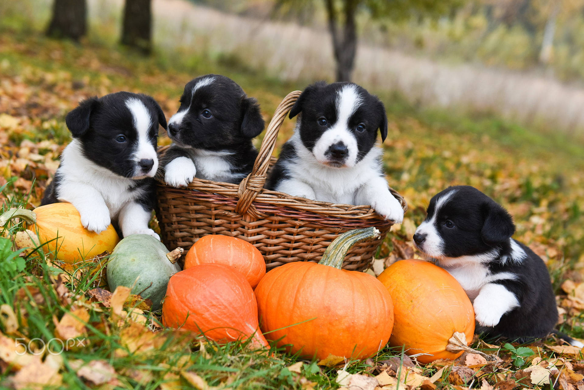 Adorable Halloween Puppies Enjoying A Day In The Park Background
