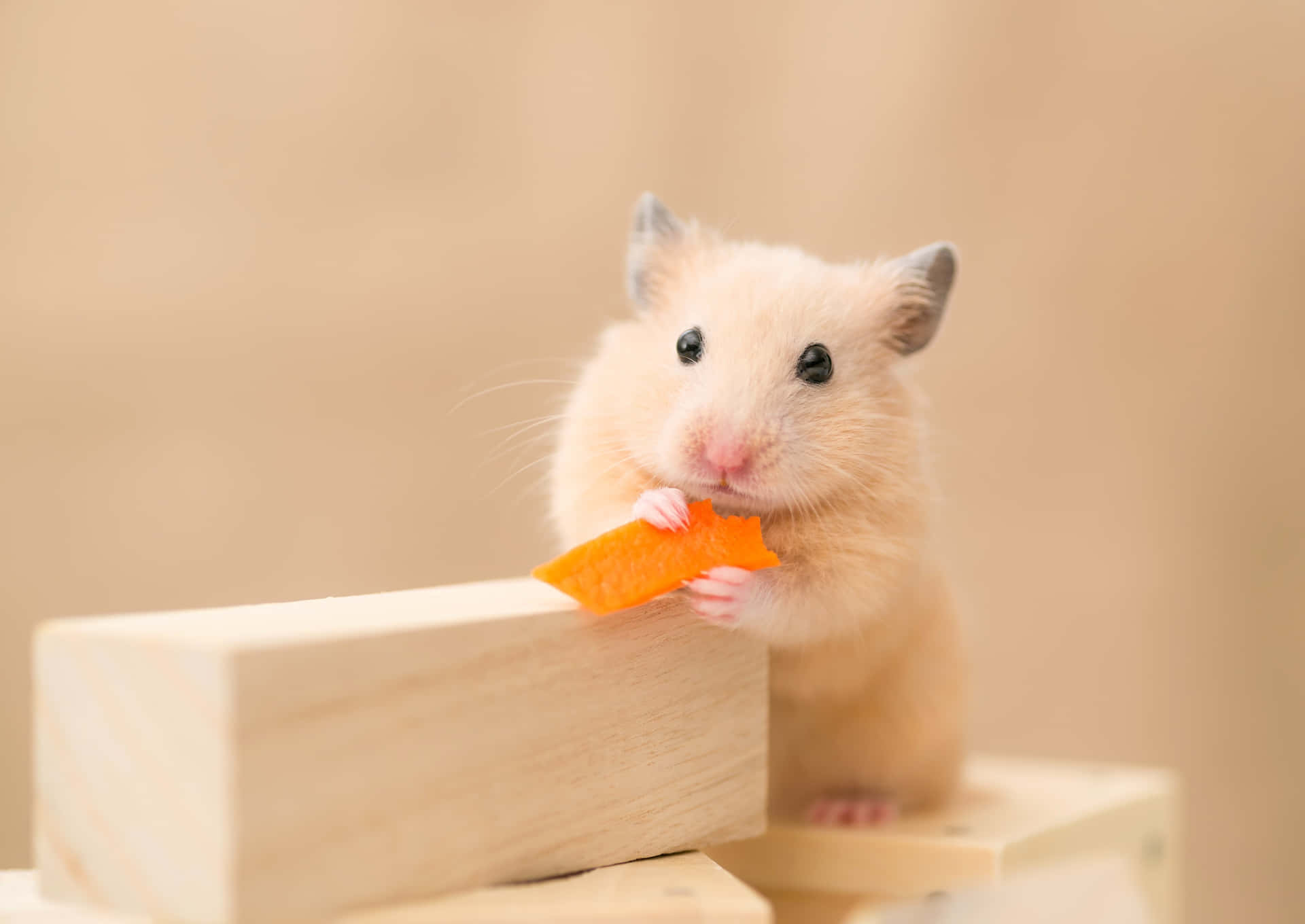 Adorable Hamster Holding Chip Background