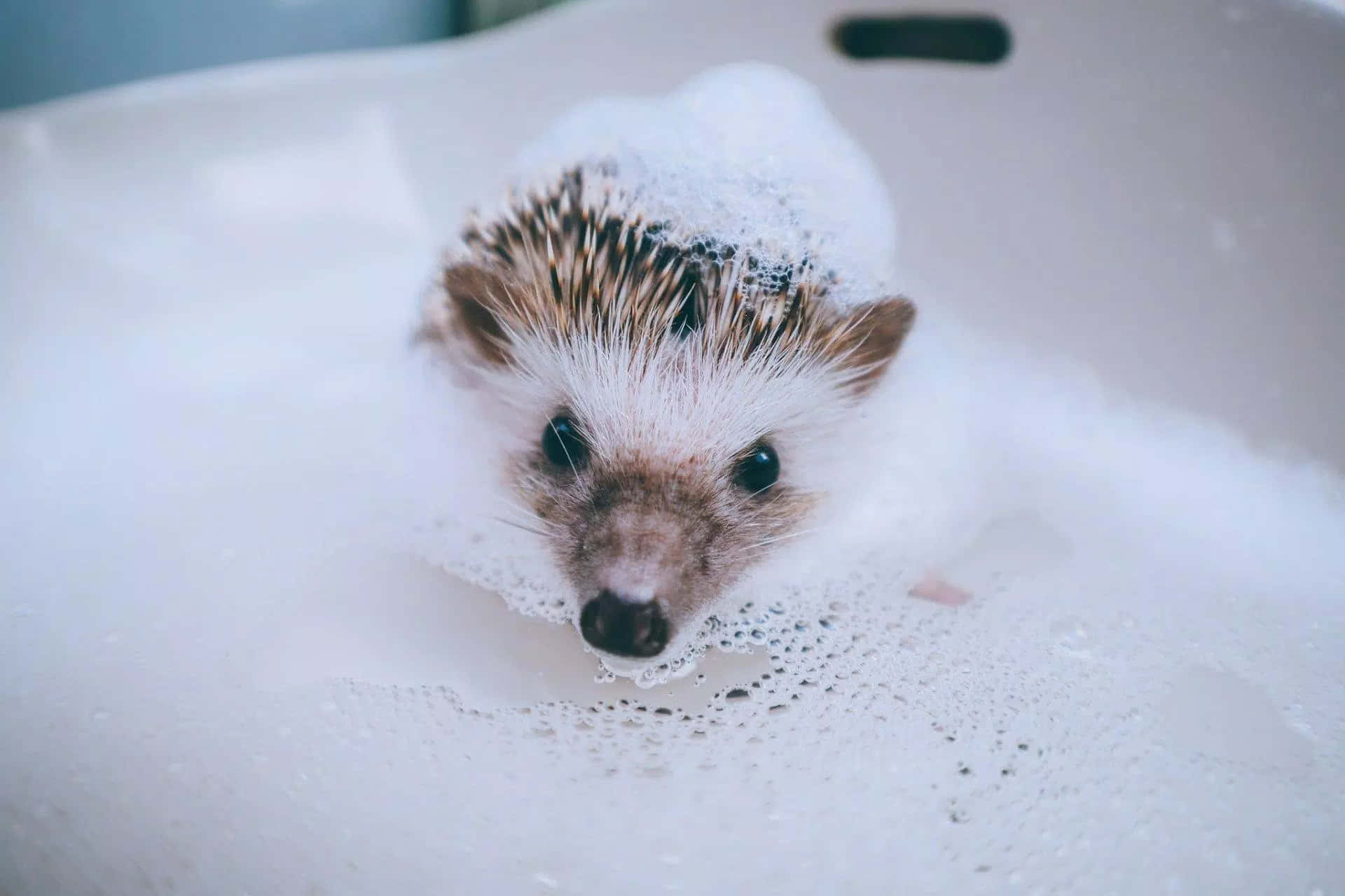 Adorable Hedgehog Ready For A Cuddle Background
