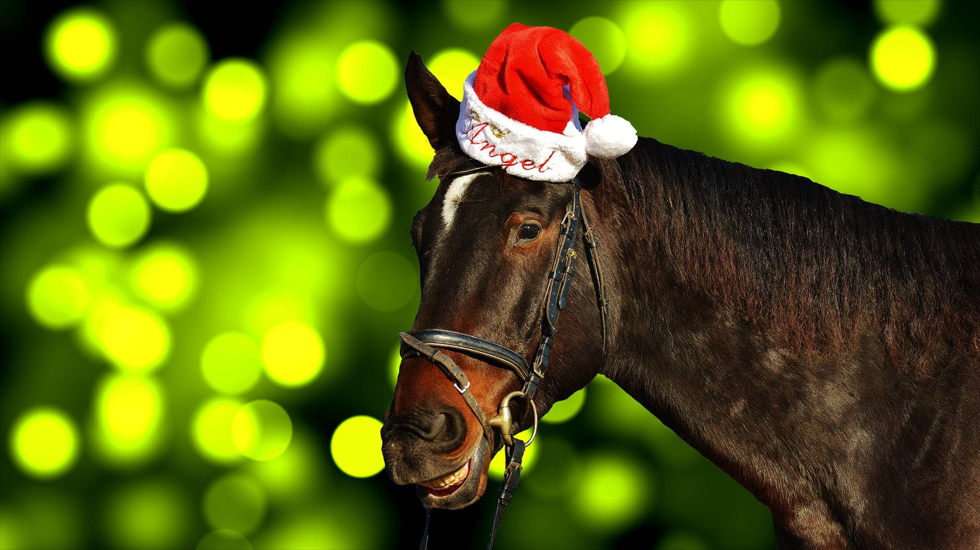 Adorable Horse Wearing Santa Hat For Christmas Background