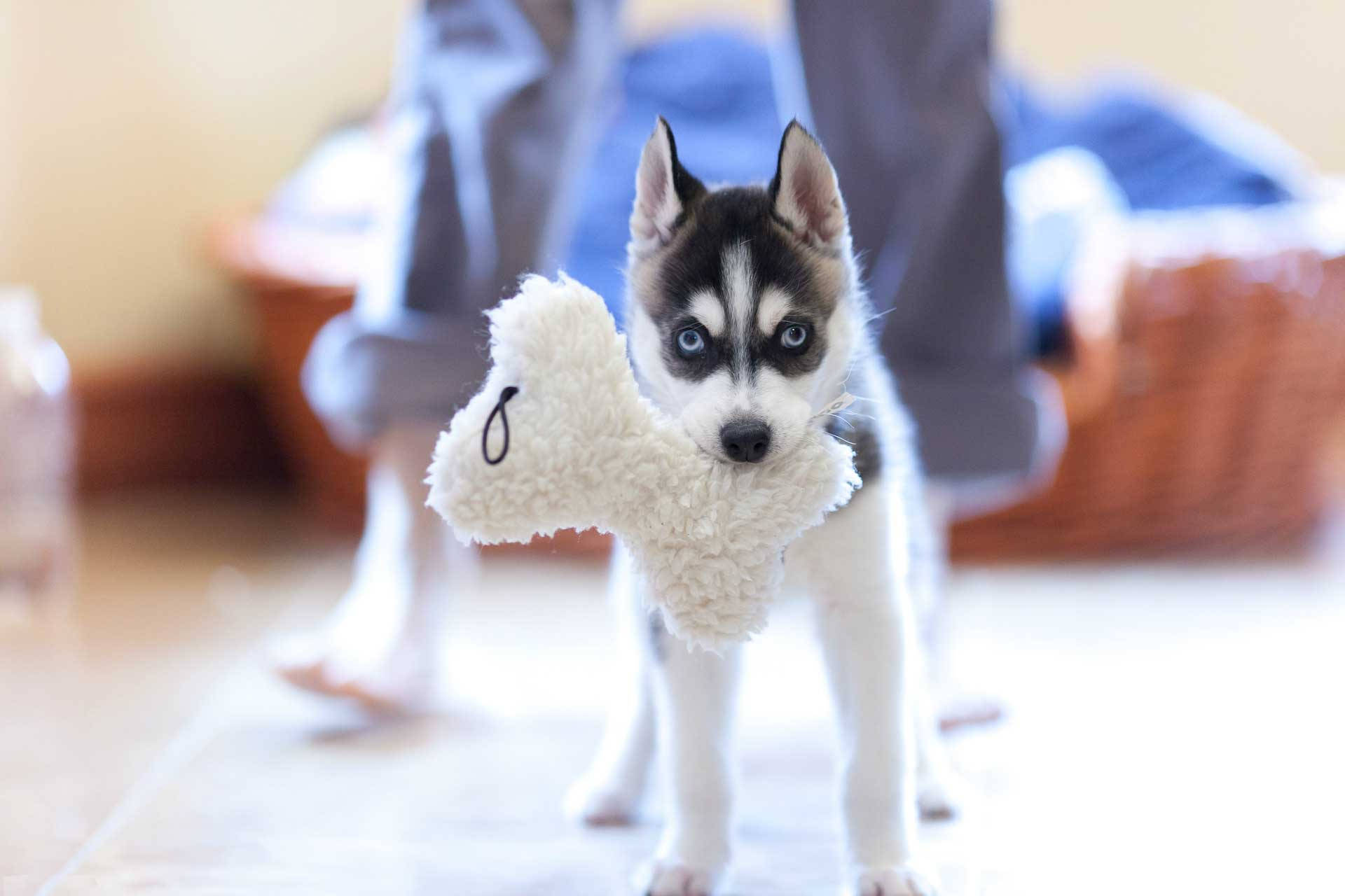 Adorable Husky Puppy Playing With His Favorite Toy Background