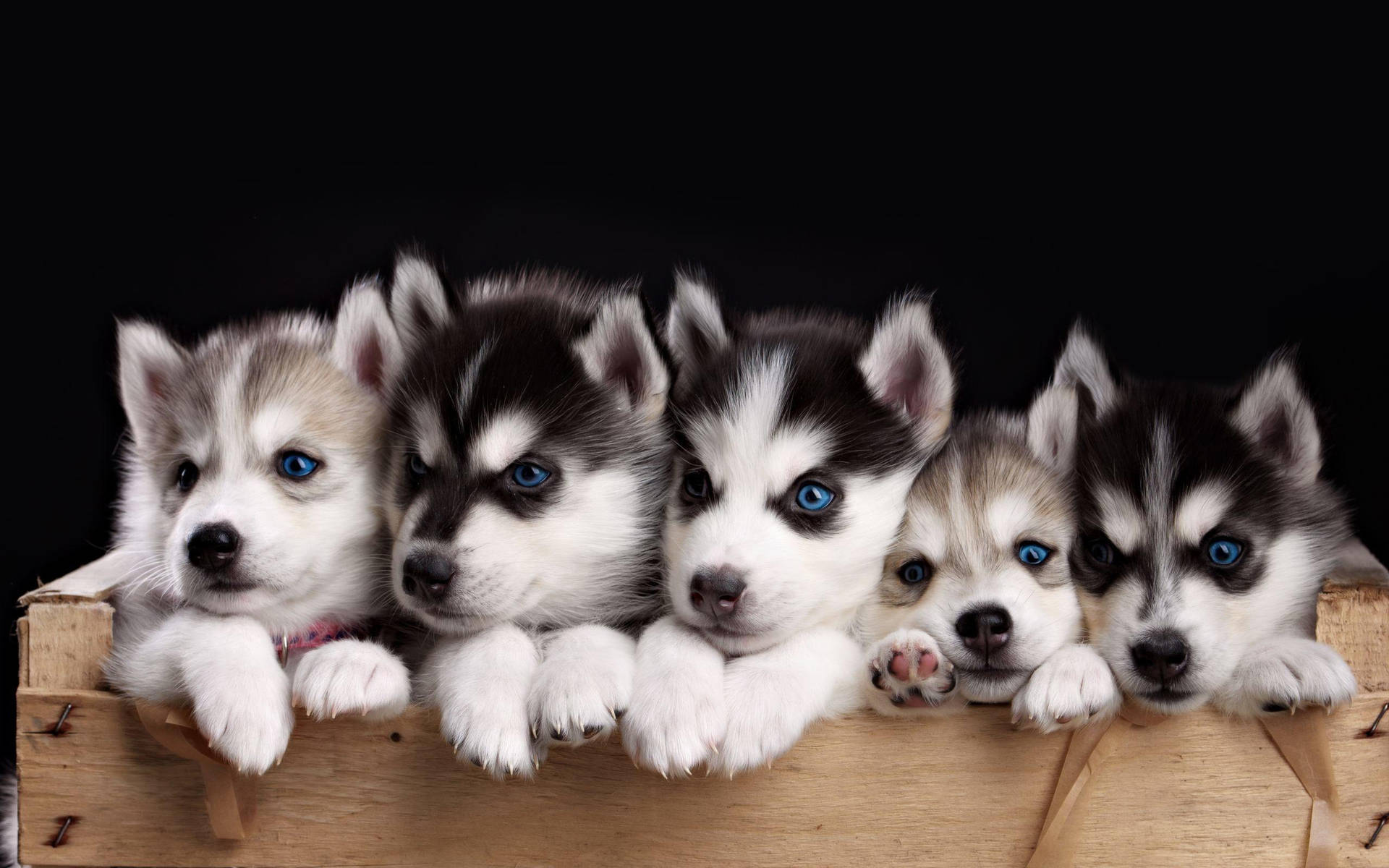 Adorable Husky Puppy Resting In A Box Background