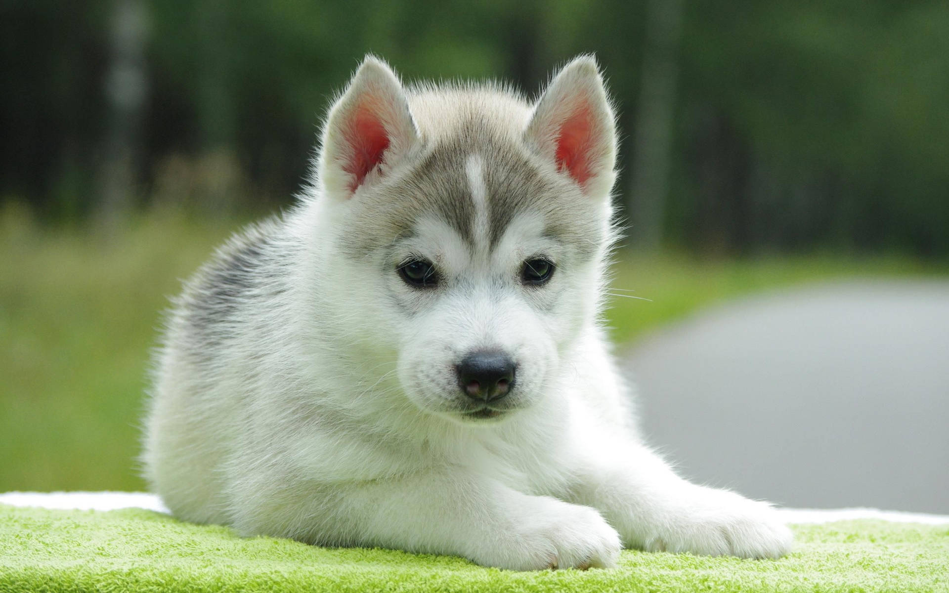 Adorable Husky Puppy Taking A Break