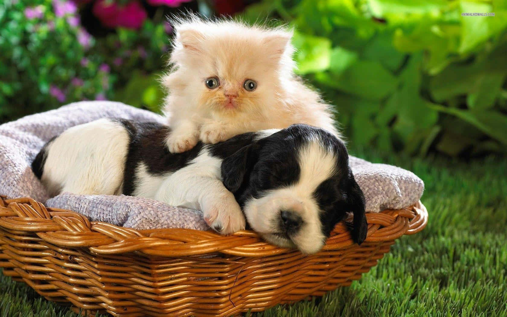 Adorable Kitten And Puppy Cuddle Time Background