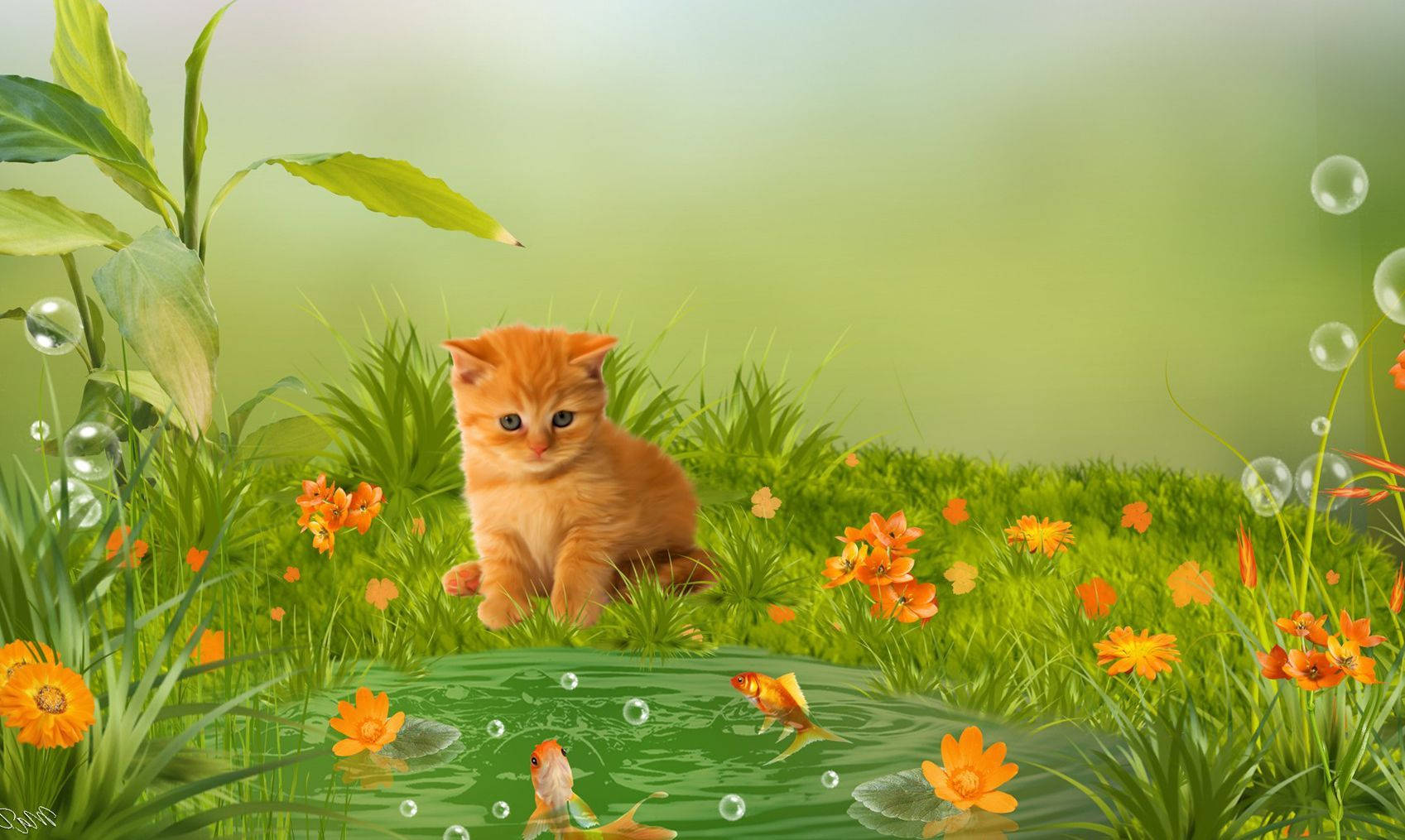 Adorable Kitten Animal Background