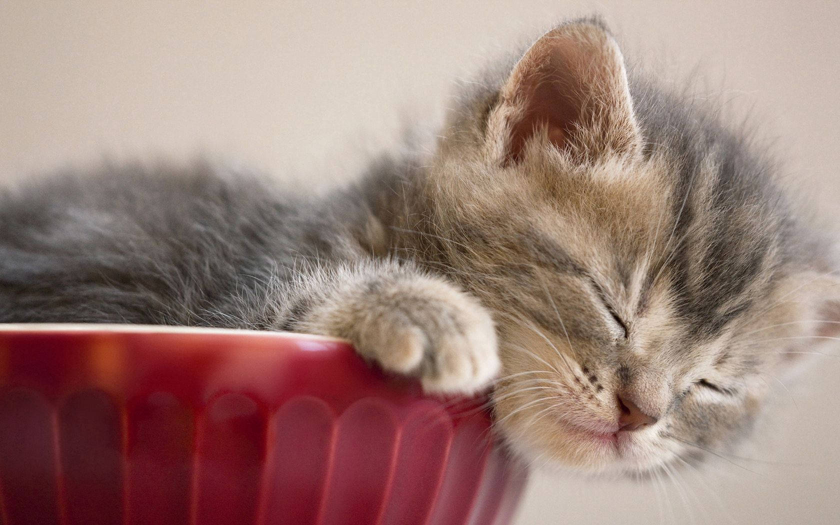 Adorable Kitten Napping In A Cup Background