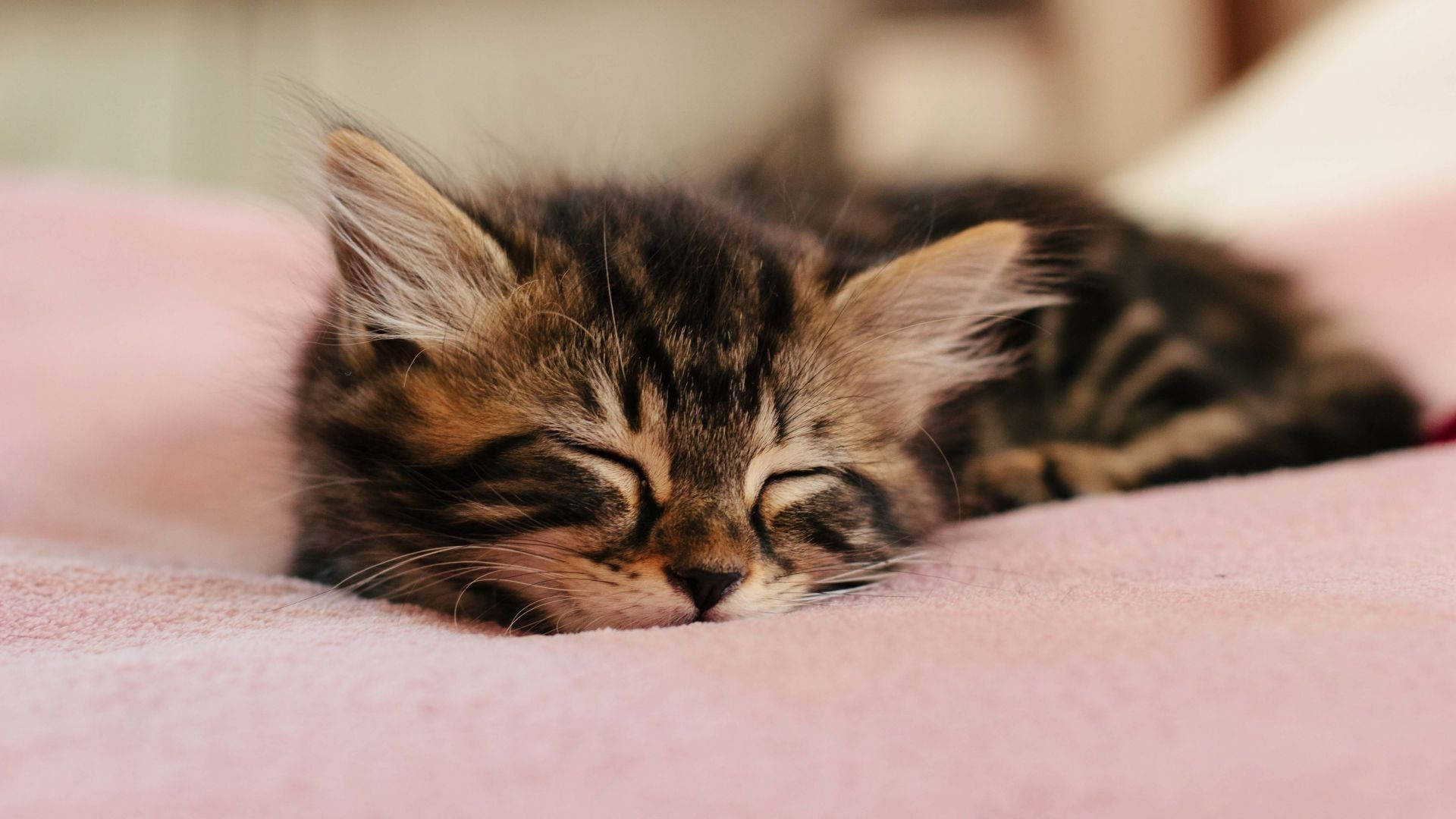 Adorable Kitten Naptime
