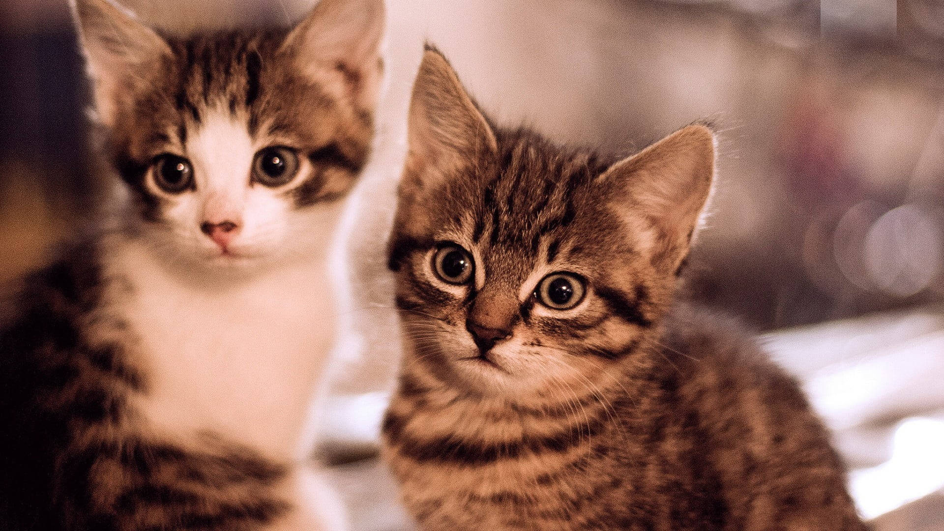 Adorable Kitten Pair Portrait Background