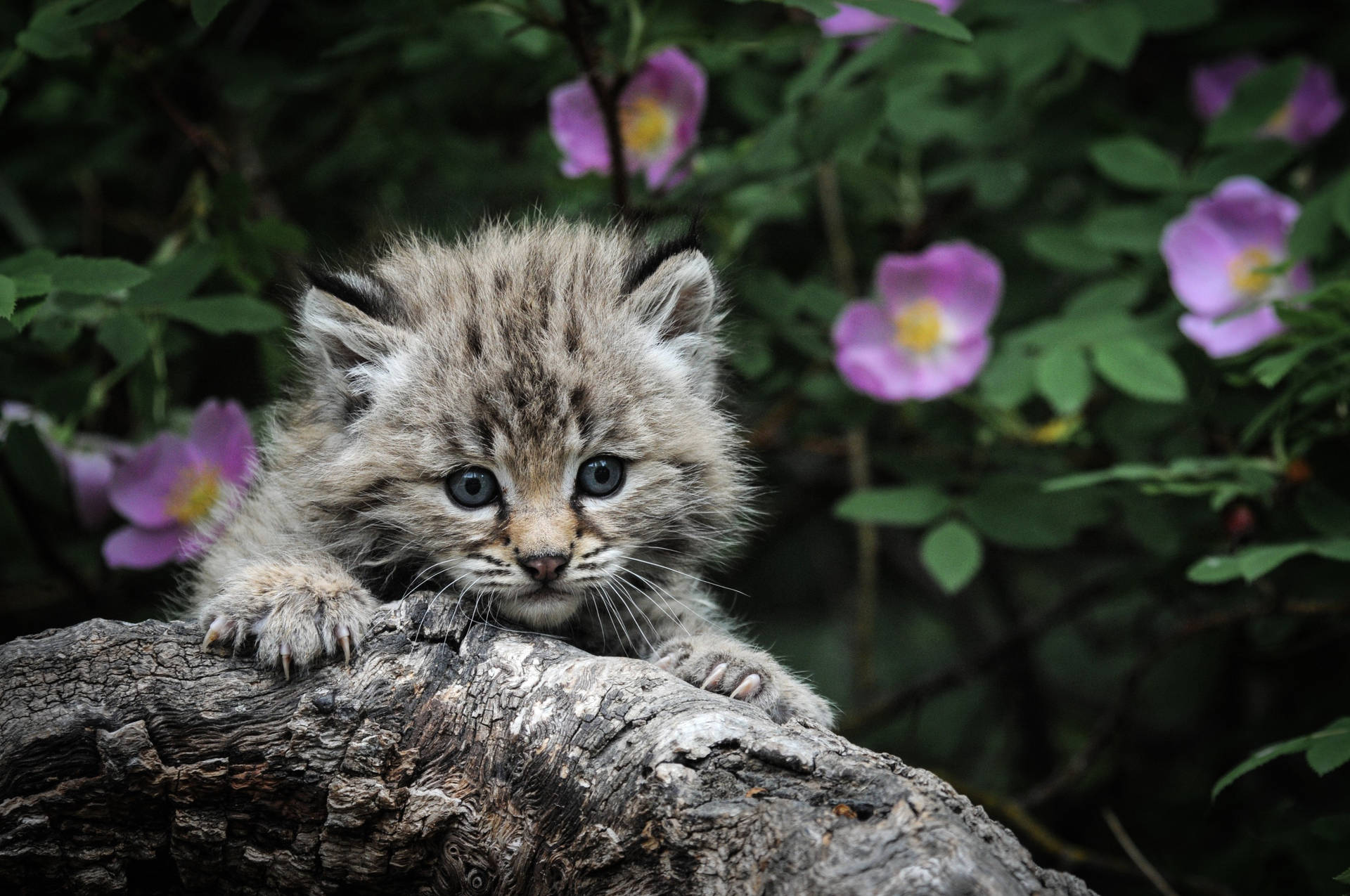 Adorable Kitten Paws A Hanging On Log In Nature