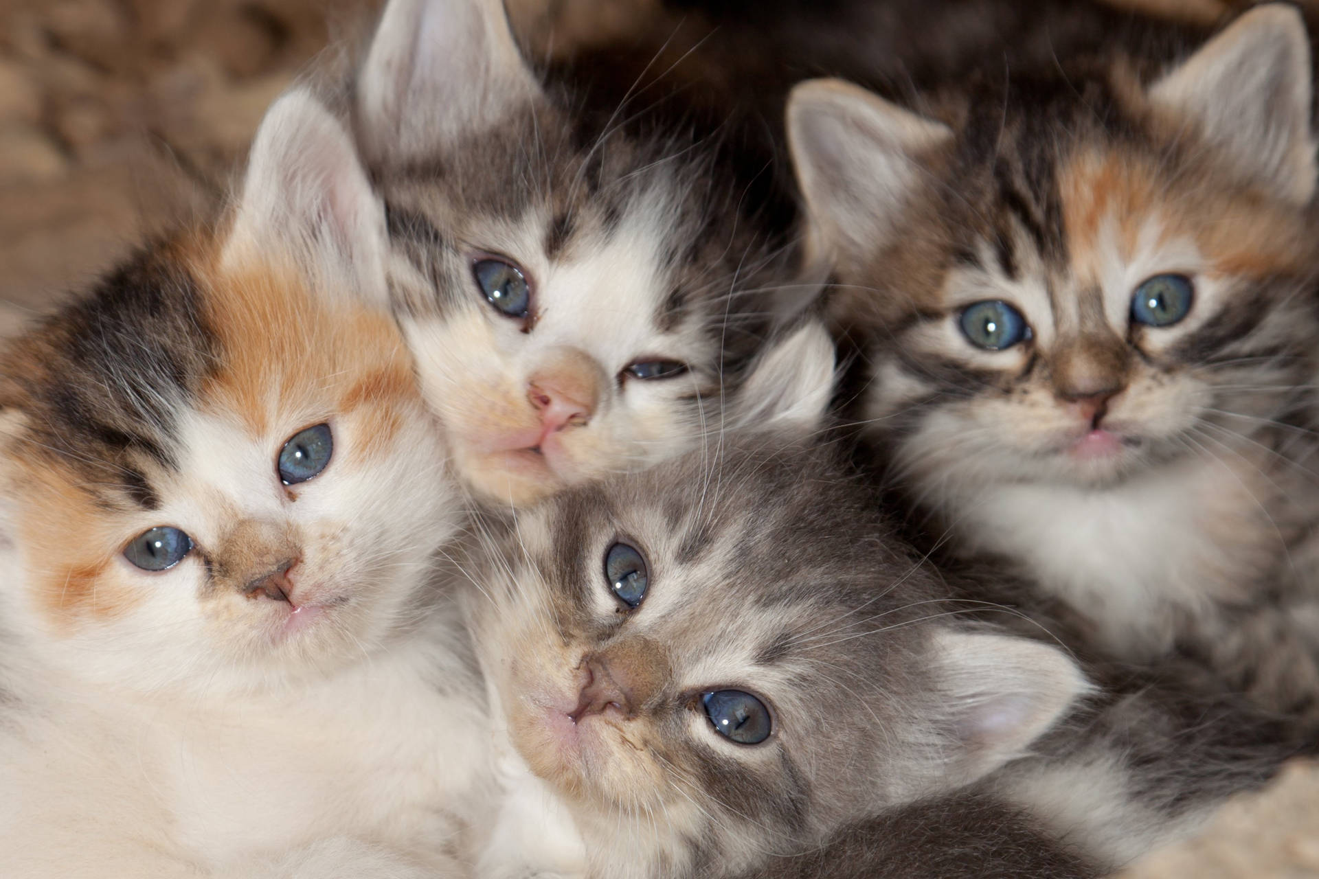 Adorable_ Kitten_ Quartet.jpg Background