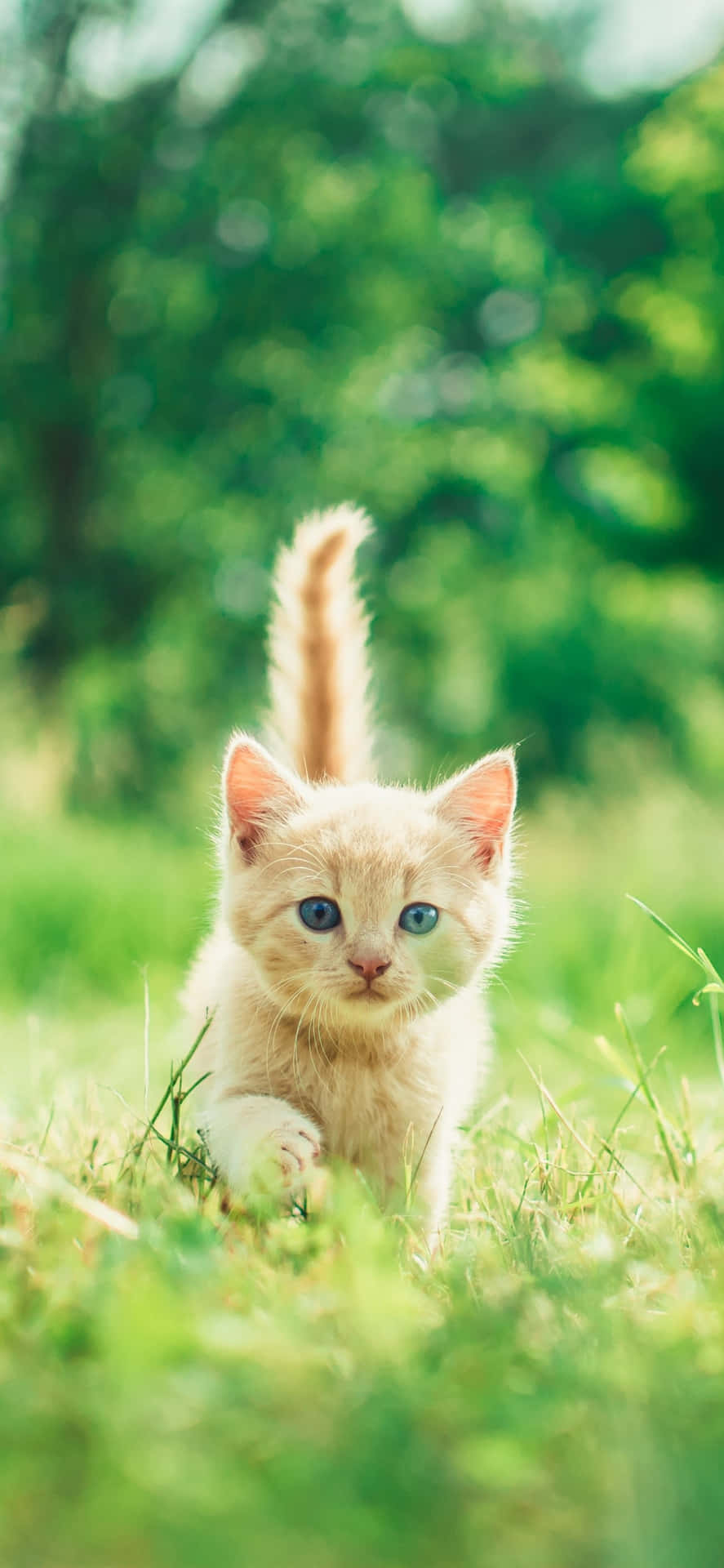 Adorable Kittenin Grass Background