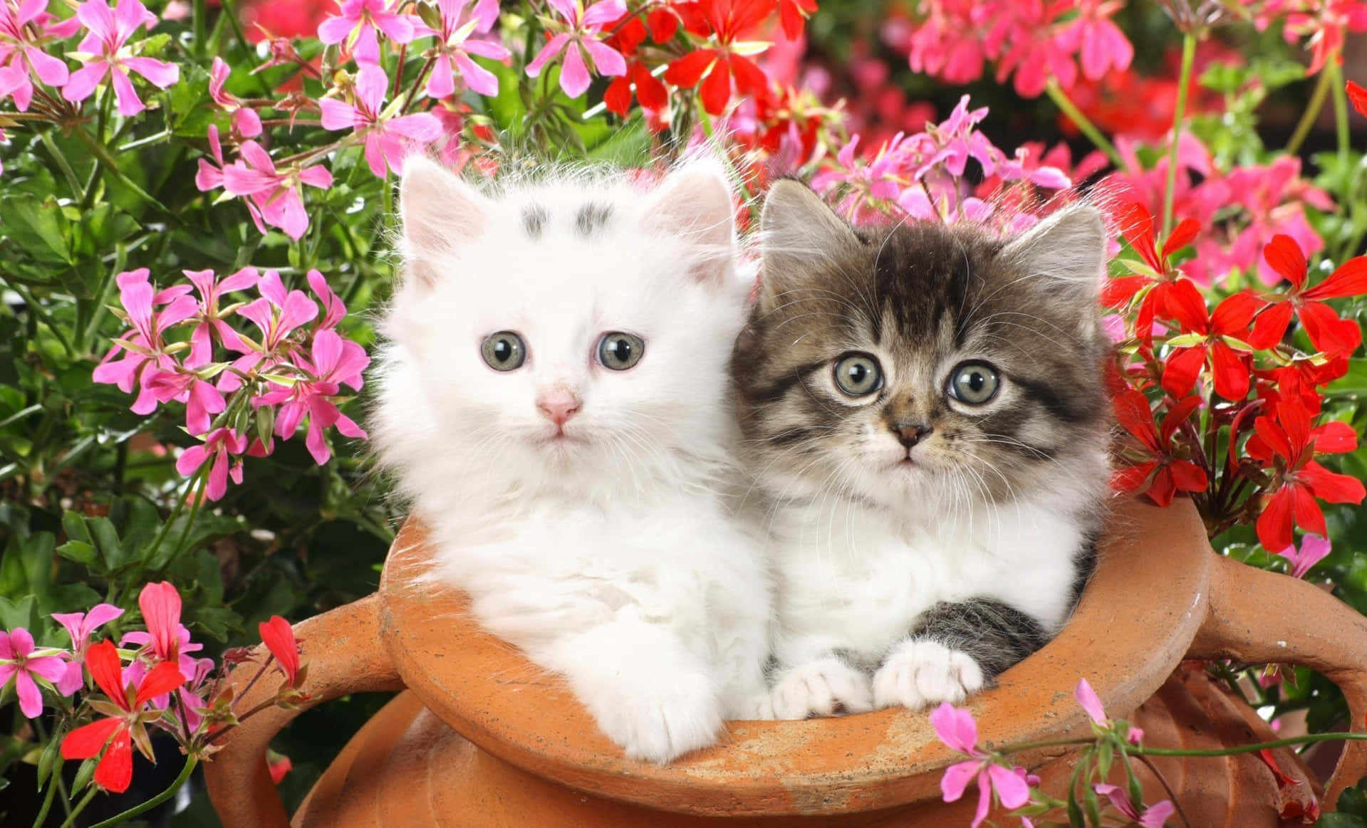 Adorable Kittens Cuddled Inside A Clay Jar Background