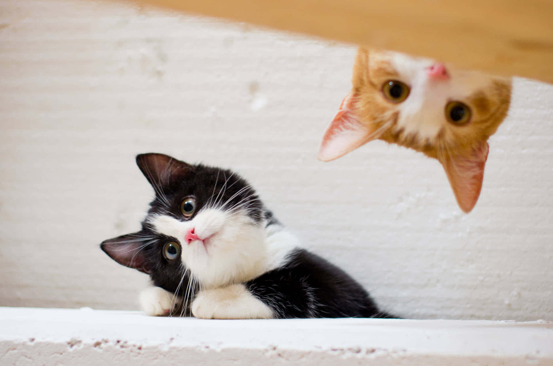 Adorable Kittens Gazing Downward Background