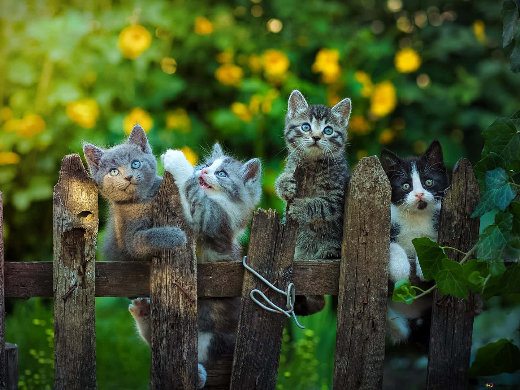 Adorable Kittens Lounging On A Wooden Fence Background