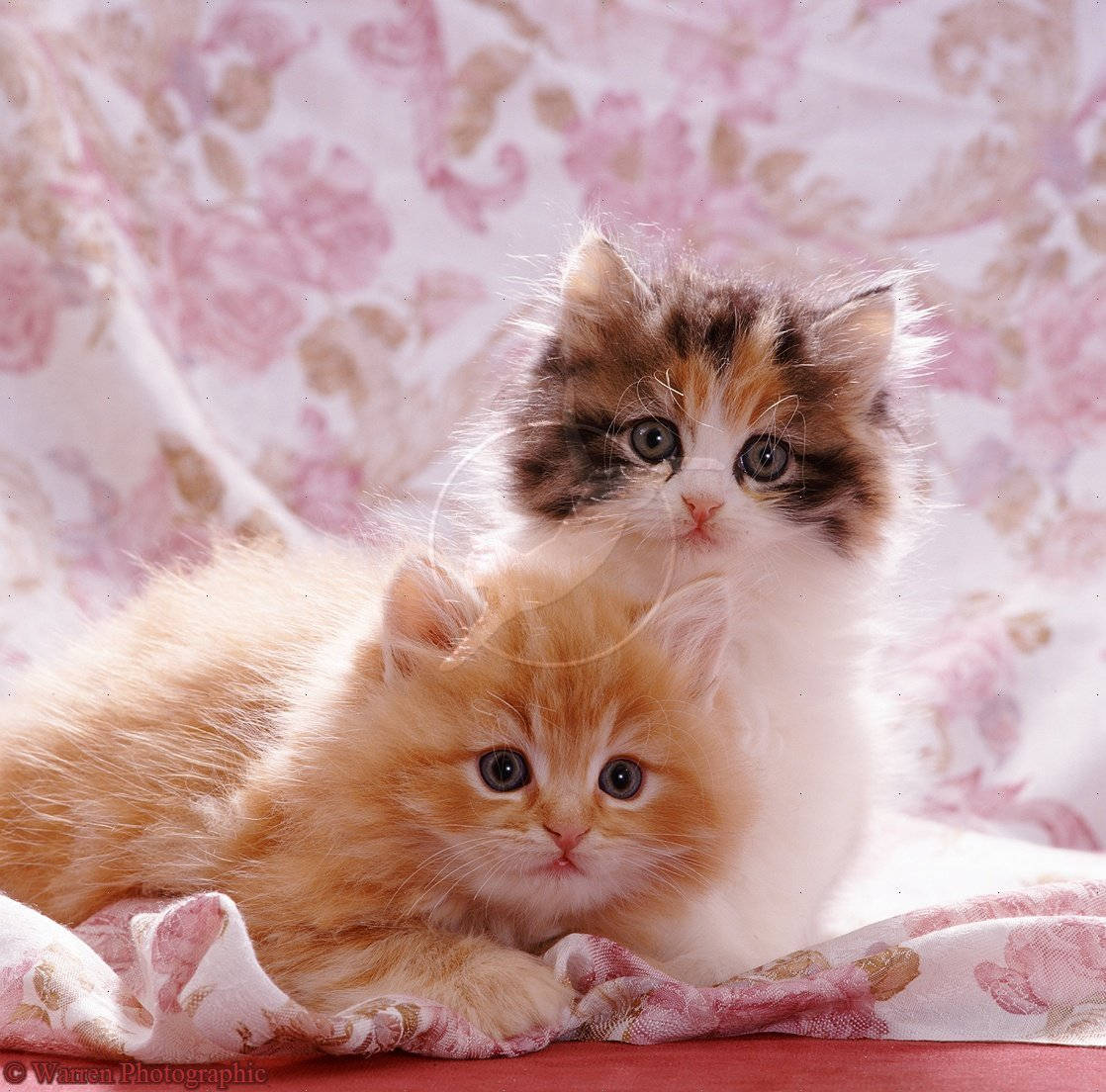 Adorable Kittens Pink Floral Backdrop Background