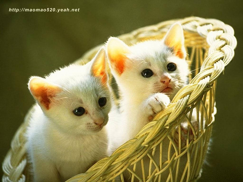 Adorable Kittensin Basket Background