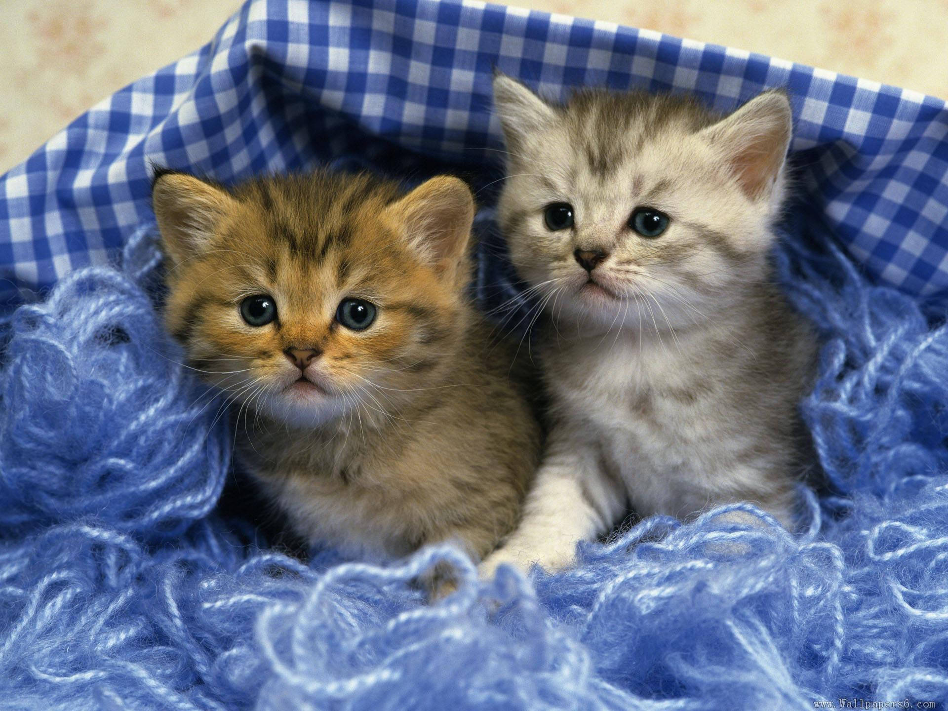 Adorable Kittensin Blue Yarn Background