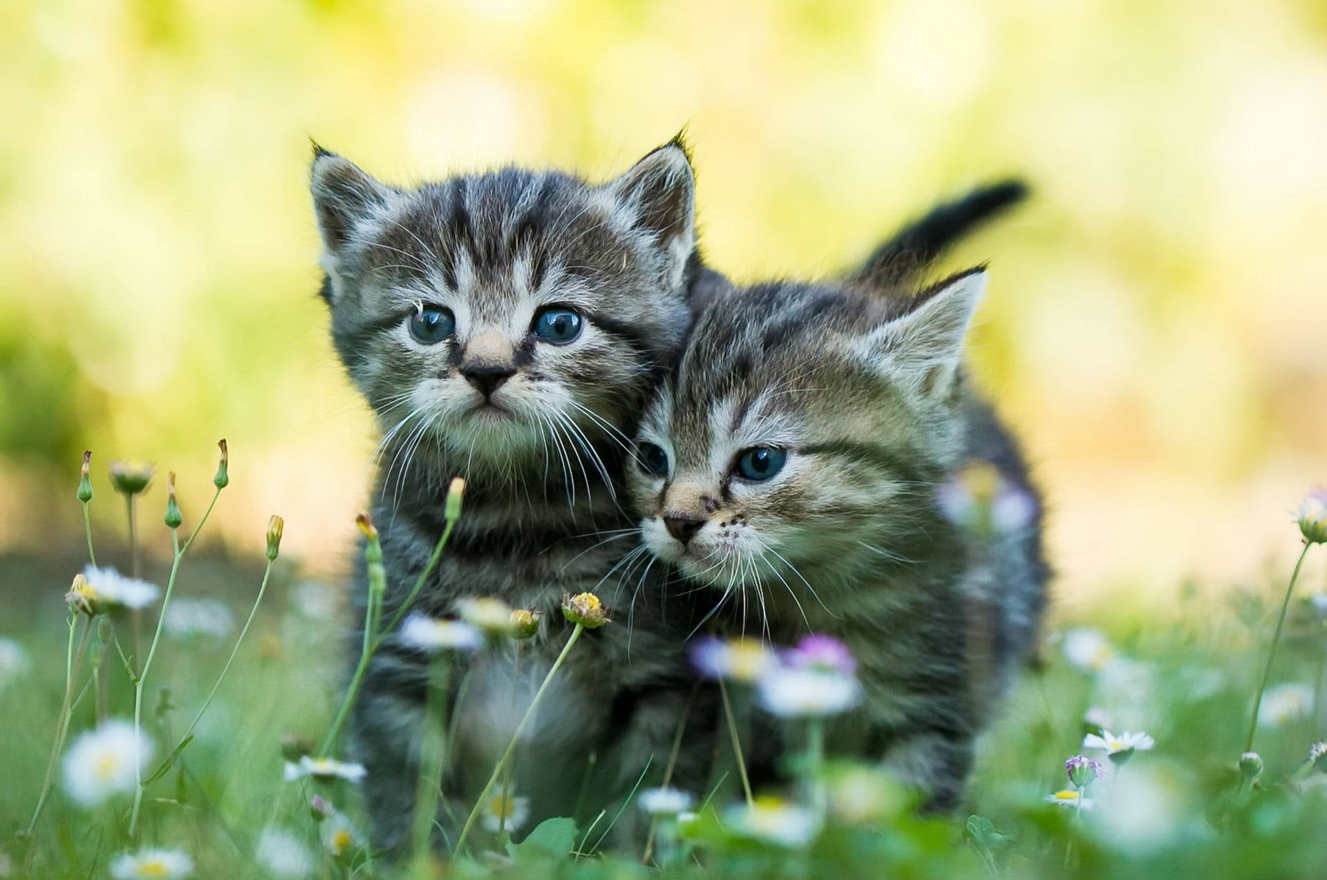 Adorable Kittensin Grass Background