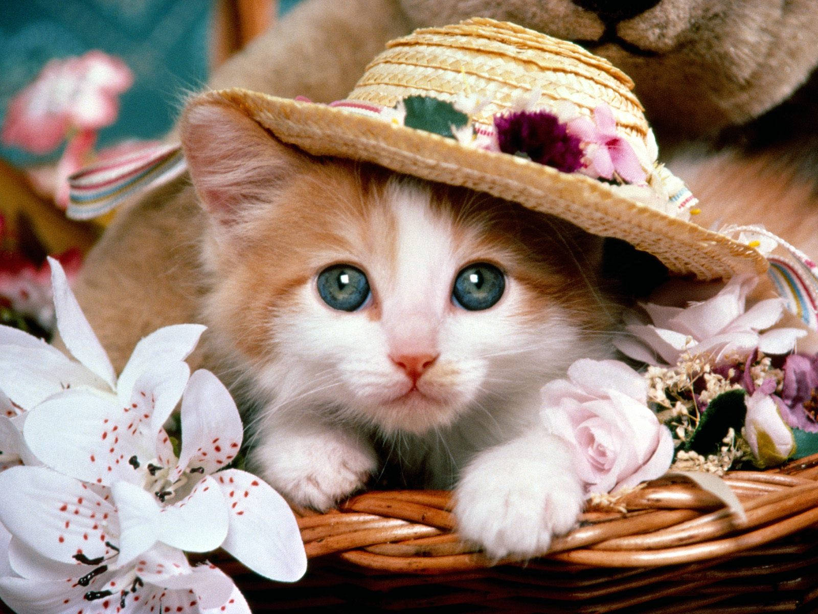 Adorable Kitty Wearing A Stylish Hat Background