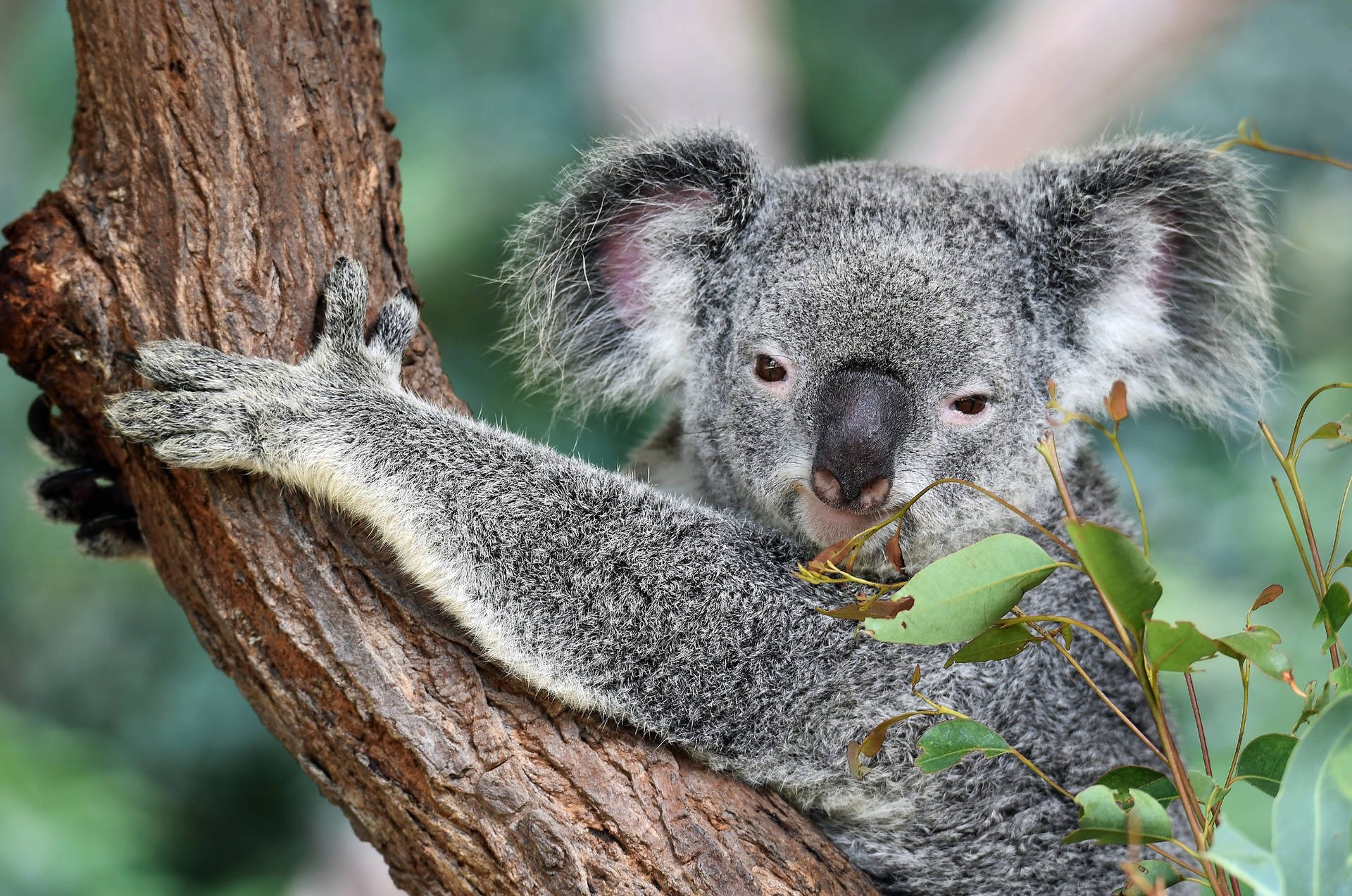 Adorable Koala Bear Of Australia Background