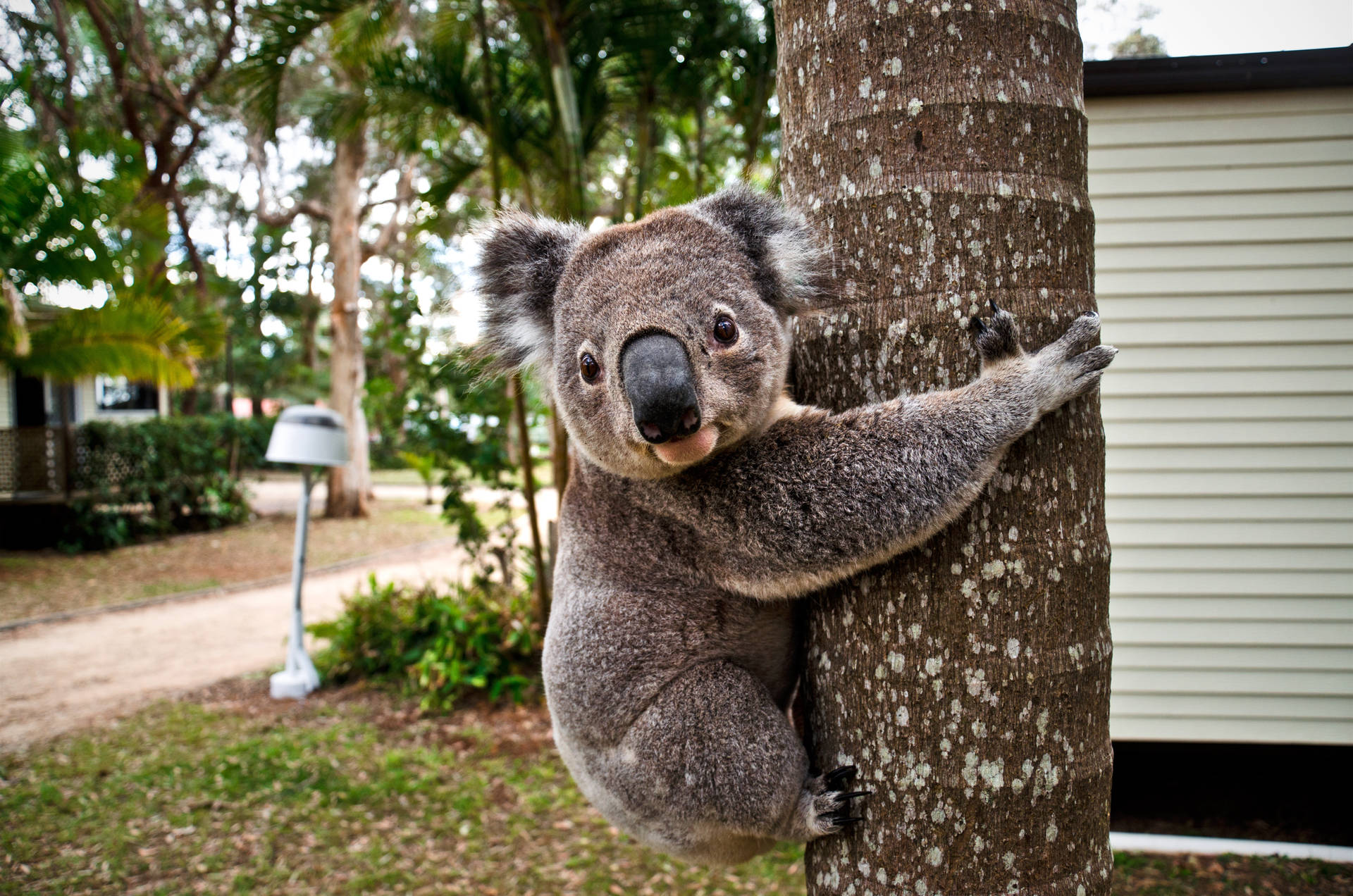 Adorable Koala Side View Shot Background