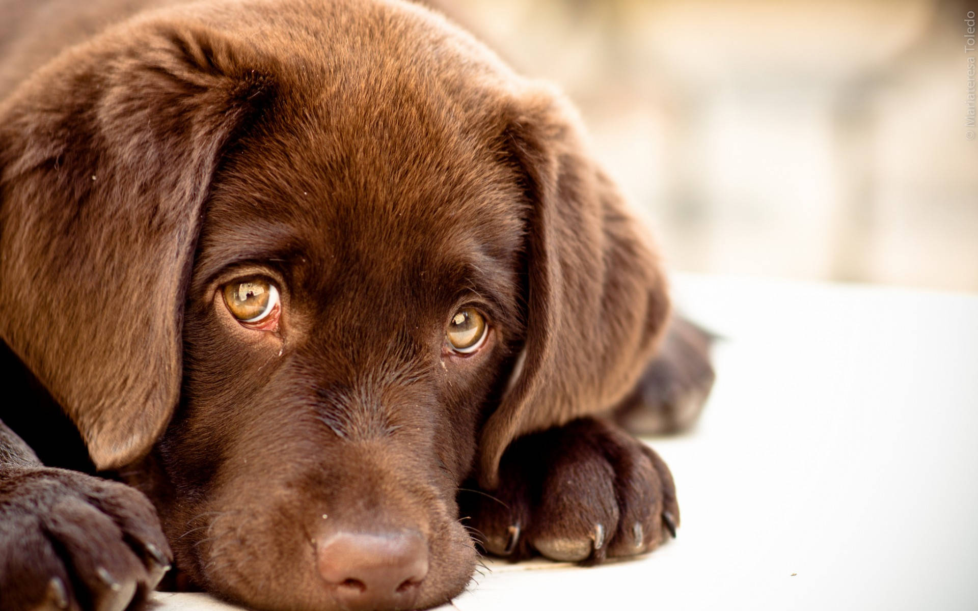 Adorable Labrador Retriever Dog Sad Eyes Background