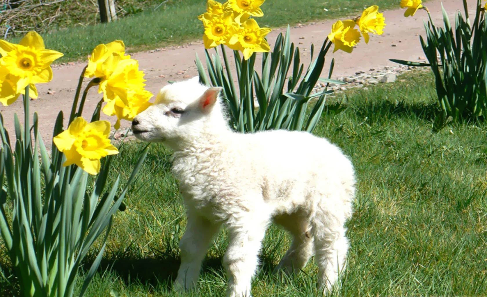 Adorable Lamb Amidst Vibrant Yellow Flowers Background