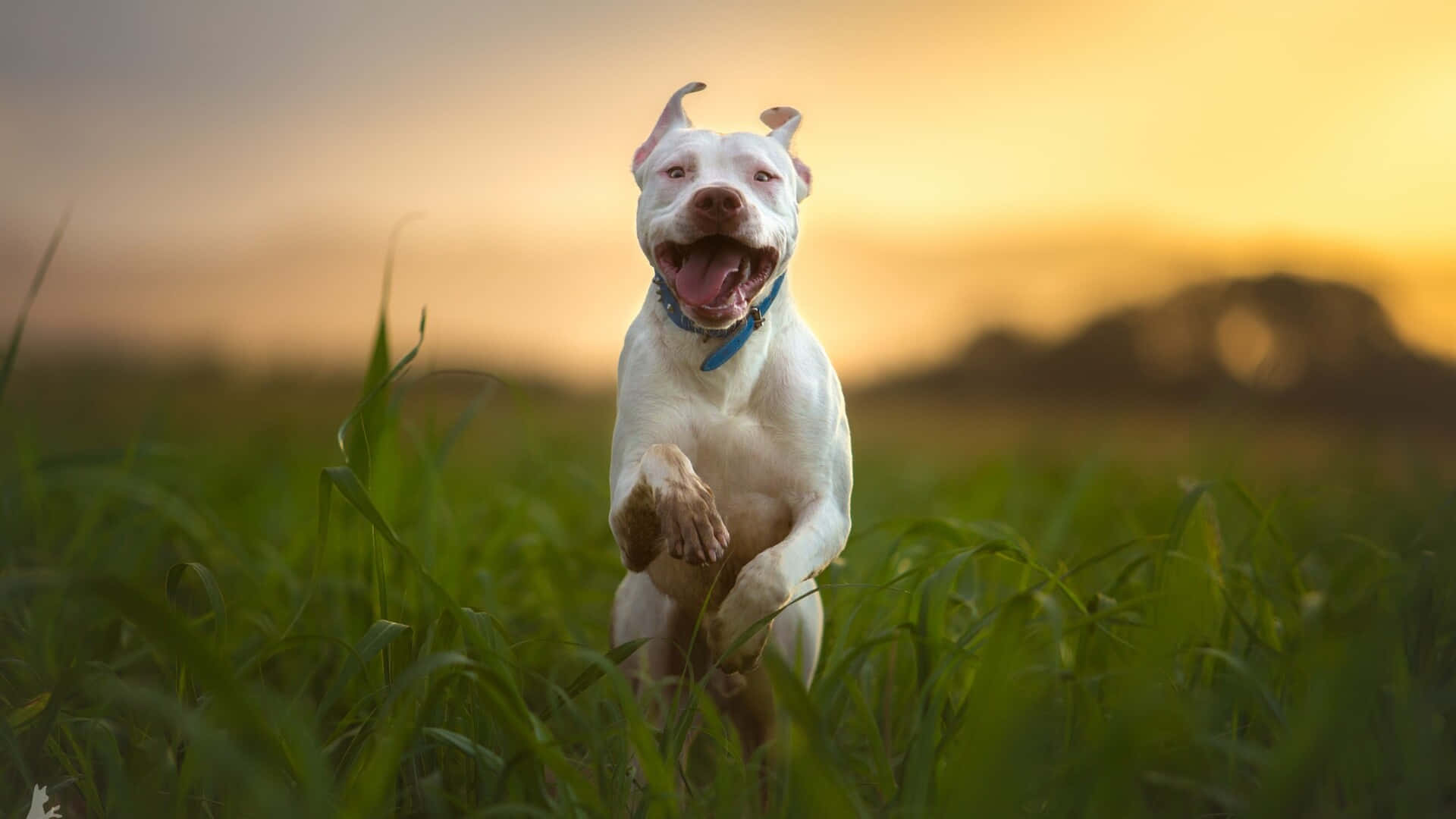 Adorable Large Dog Breeds Playing