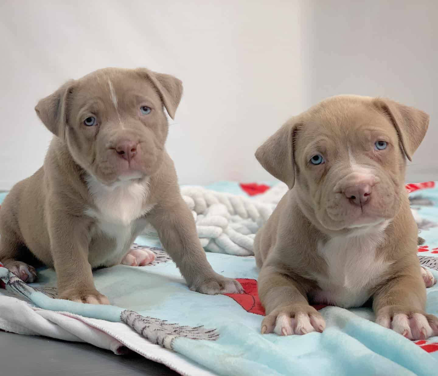 Adorable Light Brown Pitbull Puppies Background