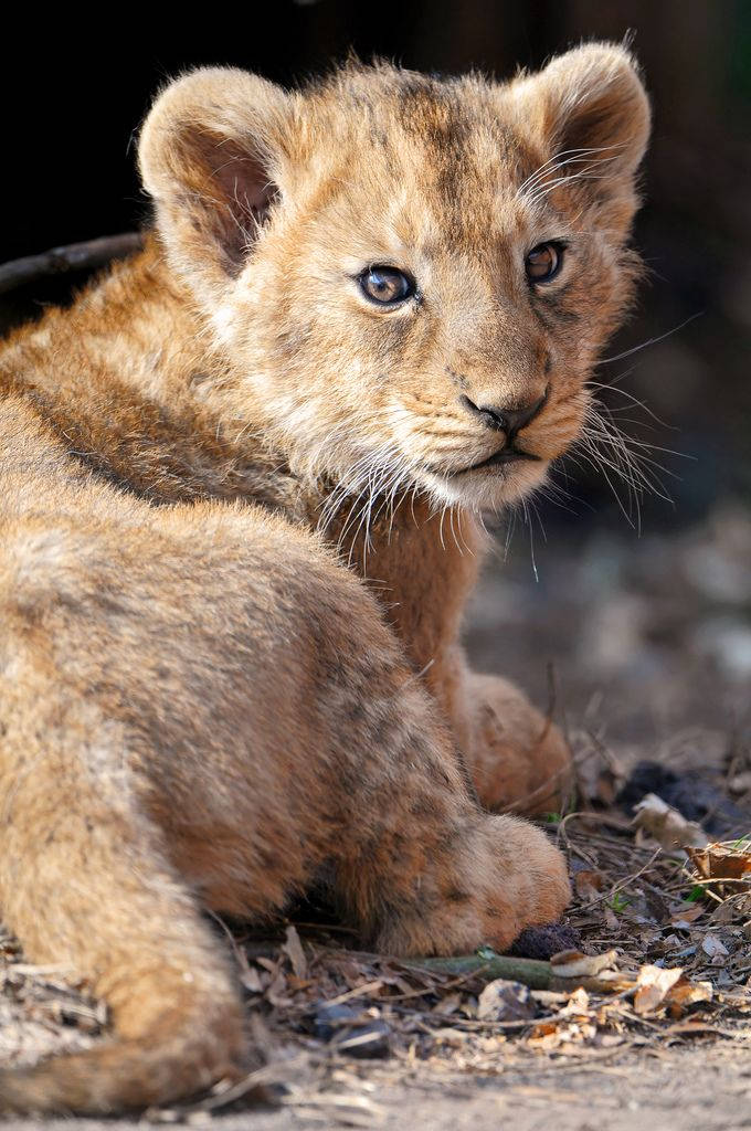 Adorable Little Baby Lion