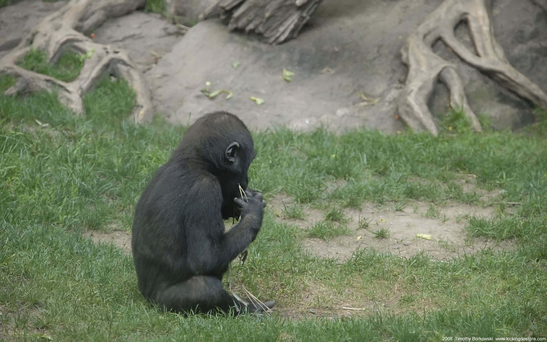 “adorable Little Gorilla” Background