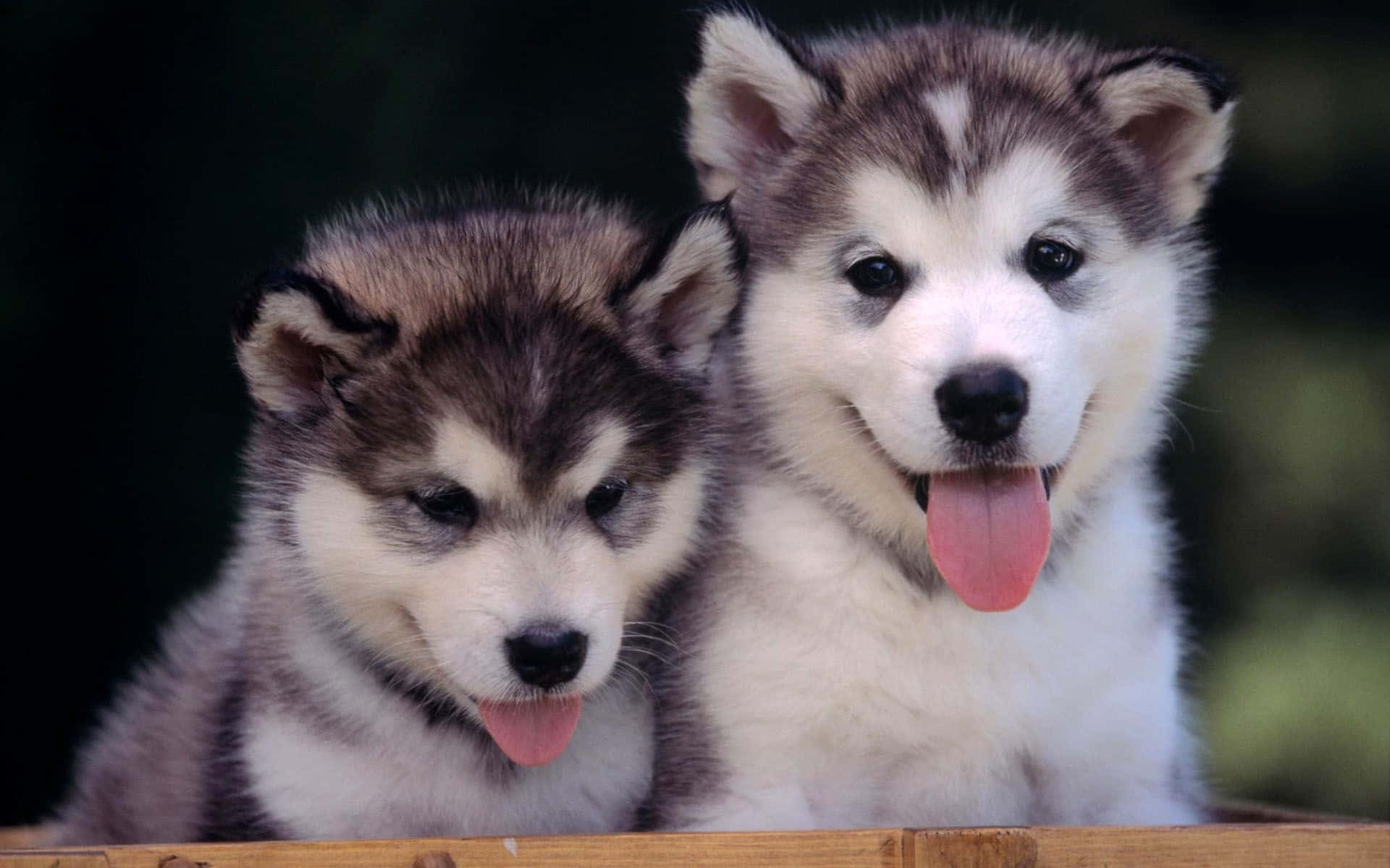 Adorable Little Puppies, Taking A Nap Background