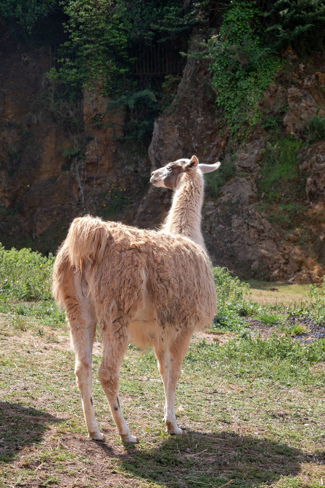 Adorable Llama Butts In Their Natural Habitat Background